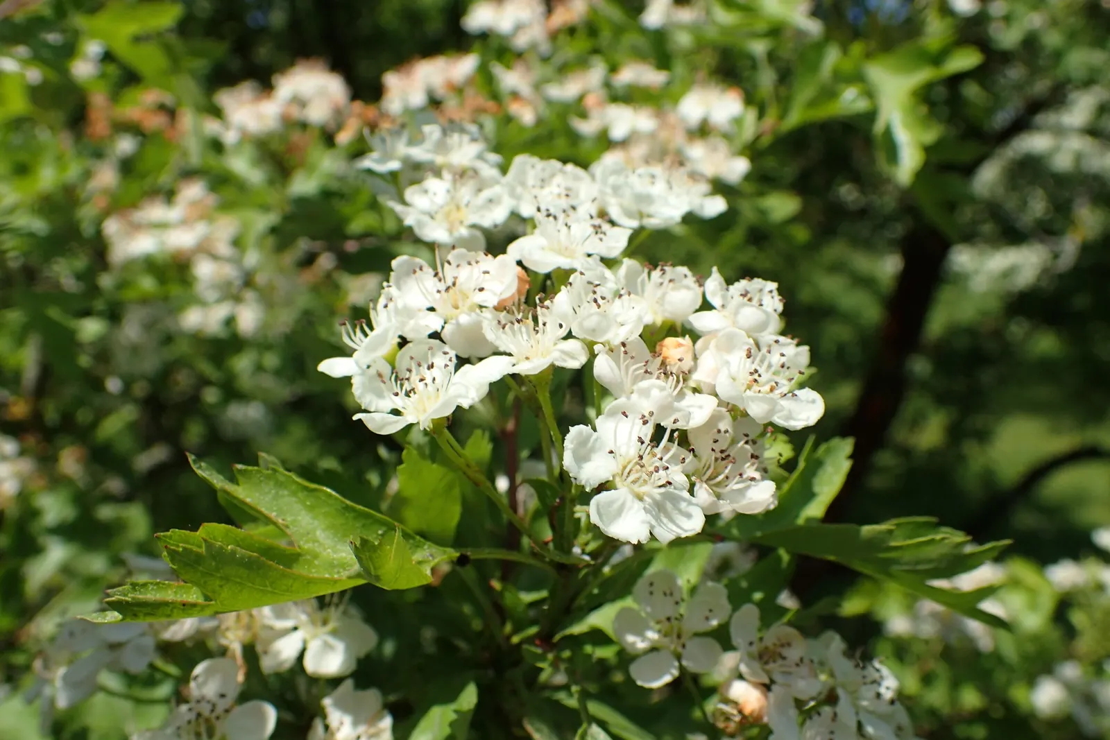 English Hawthorn (Crataegus Laevigata) — tree with pink and white blooms; tree for full or half, image 49