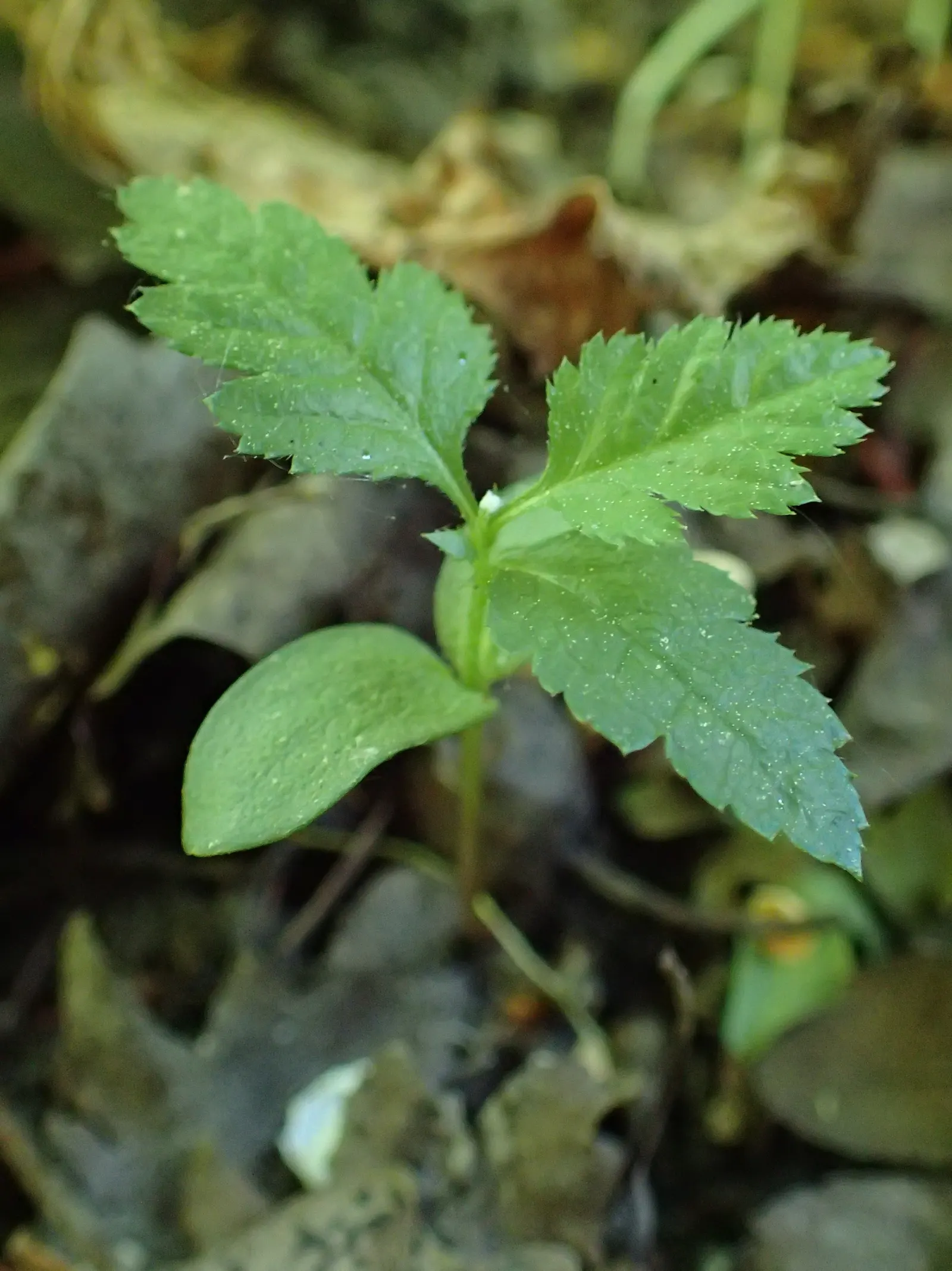 English Hawthorn (Crataegus Laevigata) — tree for full or half; prefers full sun to partial shade in well-drained soil, image 70