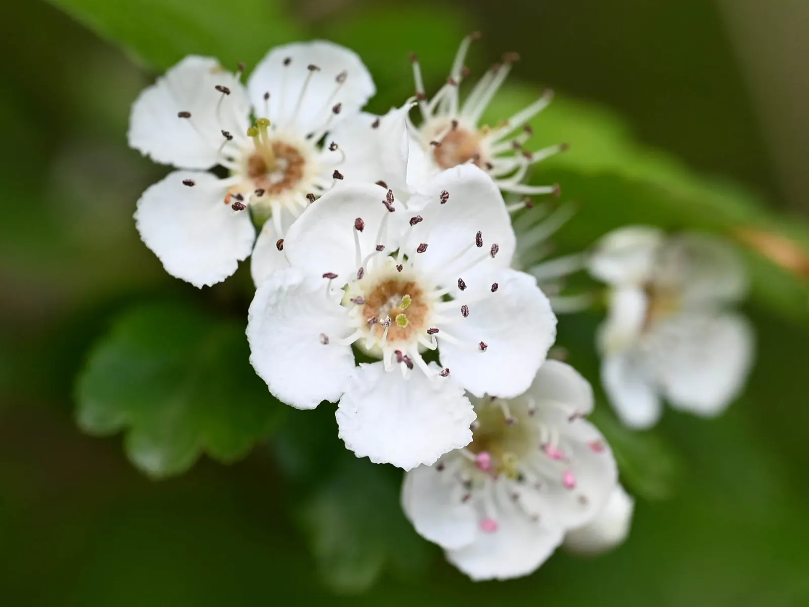 English Hawthorn (Crataegus Laevigata) — a deciduous shrub with a broad; english Hawthorn (Crataegus laevigata), image 32
