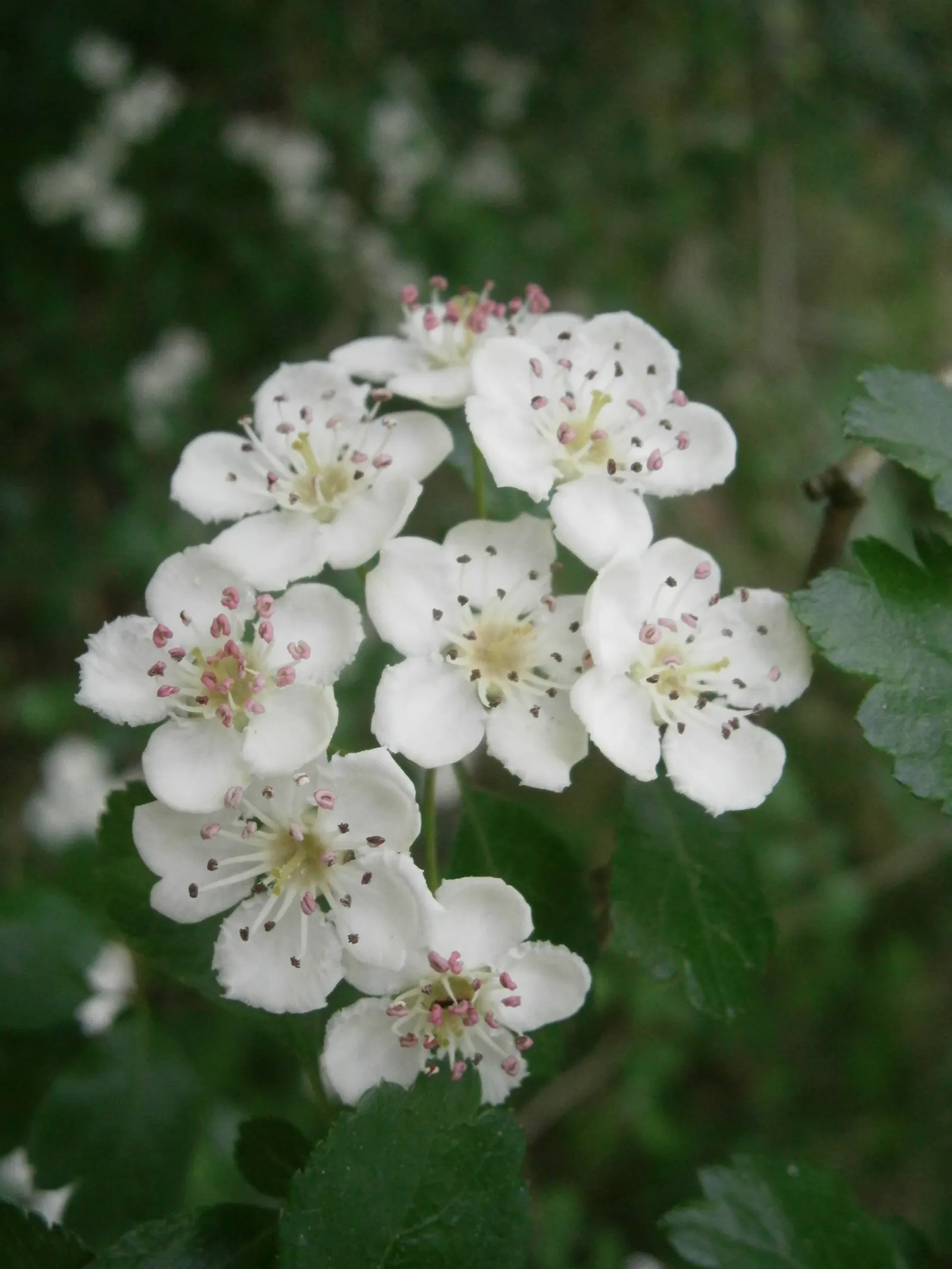 English Hawthorn (Crataegus Laevigata) — English Hawthorn (Crataegus laevigata); clusters of fragrant pink or white flowers bloom in late spring, image 71