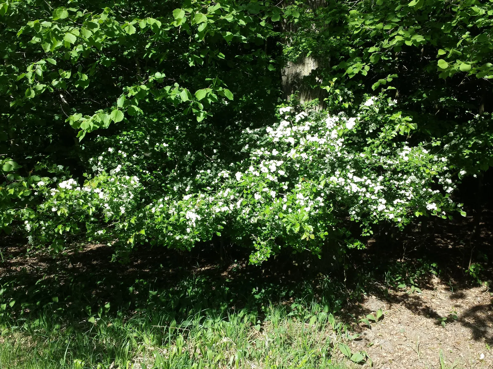 English Hawthorn (Crataegus Laevigata) — reaches up to 15-25 feet high with a similar spread; pink and white flowers in the garden, image 83