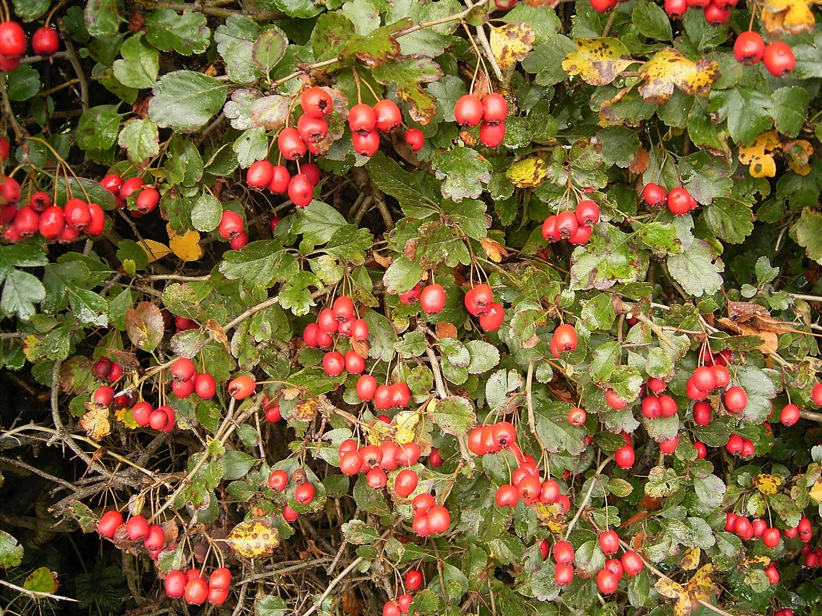 English Hawthorn (Crataegus Laevigata) — followed by small crimson berries; a deciduous shrub with a broad, image 75