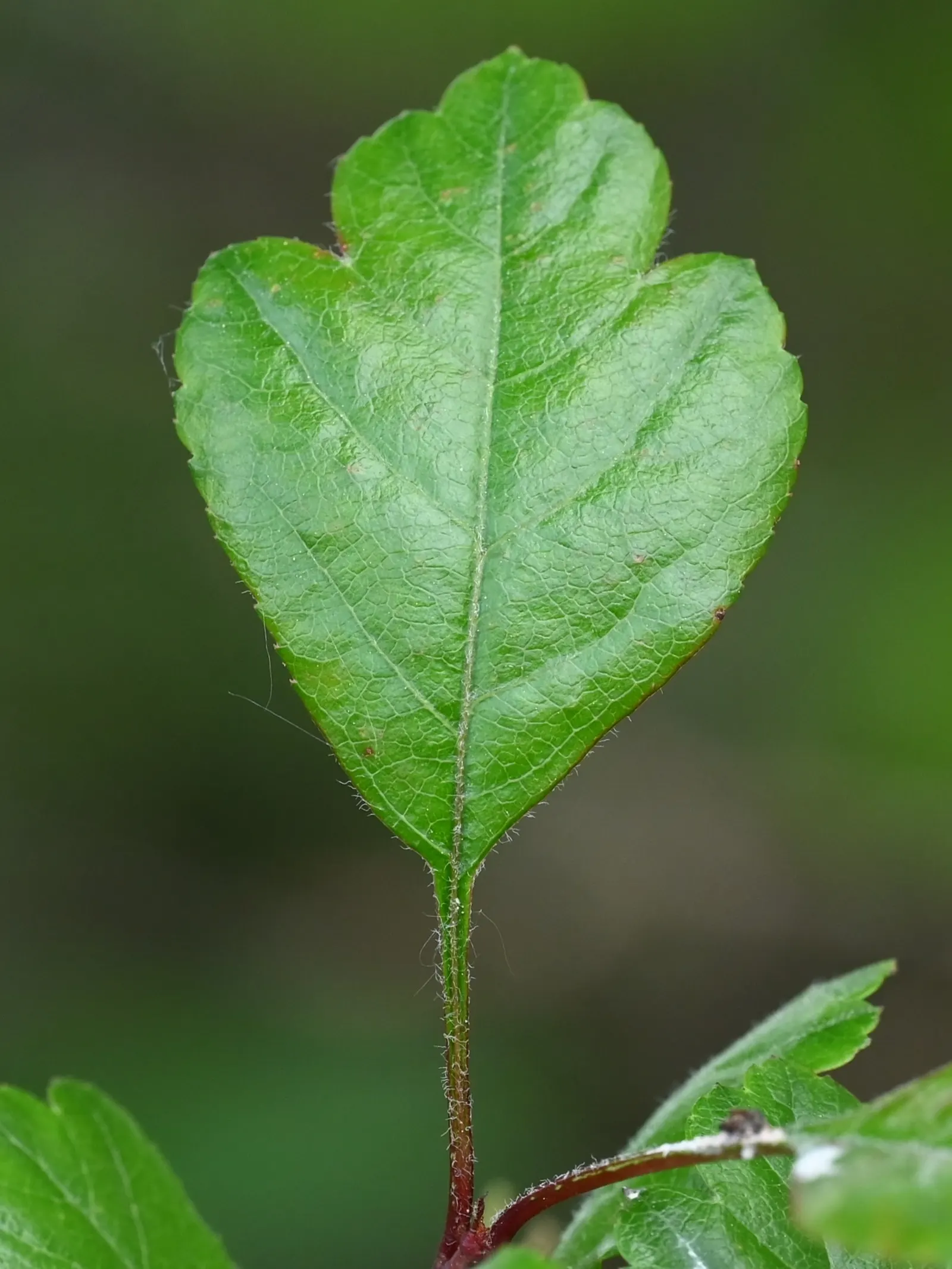 English Hawthorn (Crataegus Laevigata) — English Hawthorn (Crataegus laevigata); clusters of fragrant pink or white flowers bloom in late spring, image 31