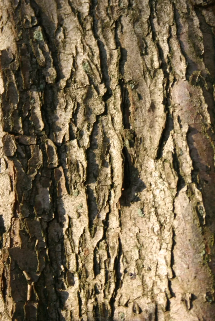 English Hawthorn (Crataegus Laevigata) — Prefers full sun to partial shade in well-drained soil; its dense, thorny branches provide excellent, image 57