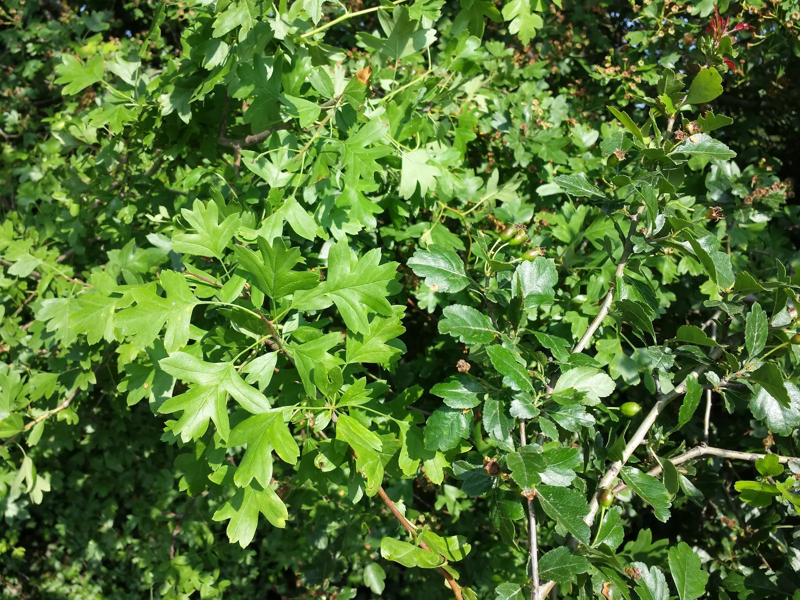 English Hawthorn (Crataegus Laevigata) — tree for full or half; prefers full sun to partial shade in well-drained soil, image 60