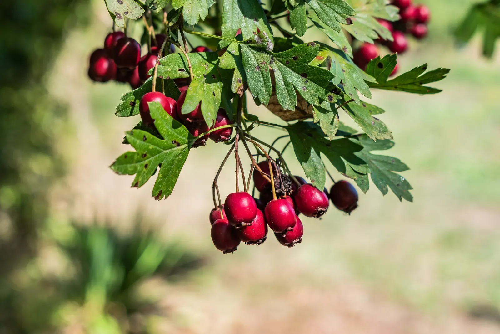 English Hawthorn (Crataegus Laevigata) — Prefers full sun to partial shade in well-drained soil; its dense, thorny branches provide excellent, image 37