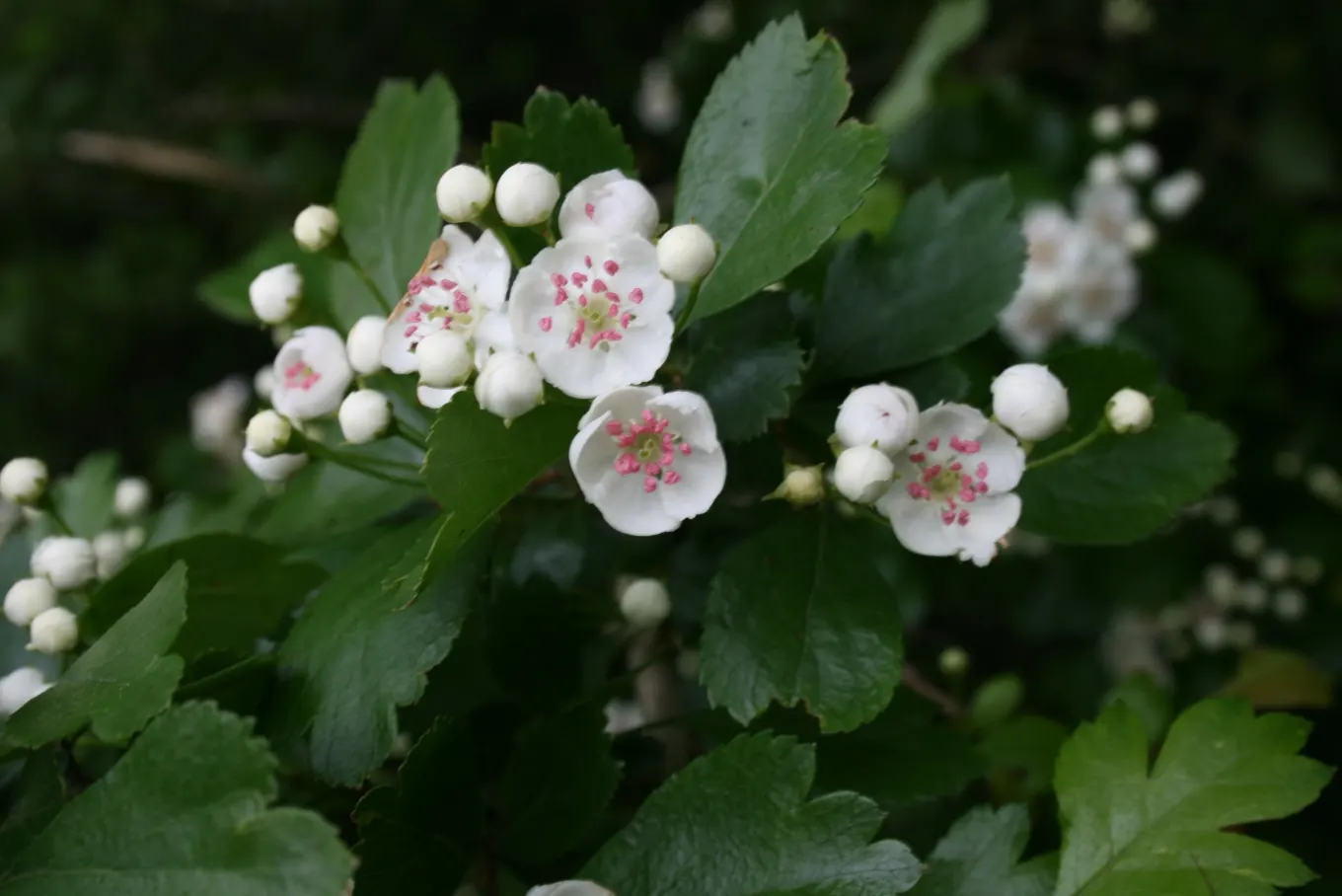 English Hawthorn (Crataegus Laevigata) — followed by small crimson berries; a deciduous shrub with a broad