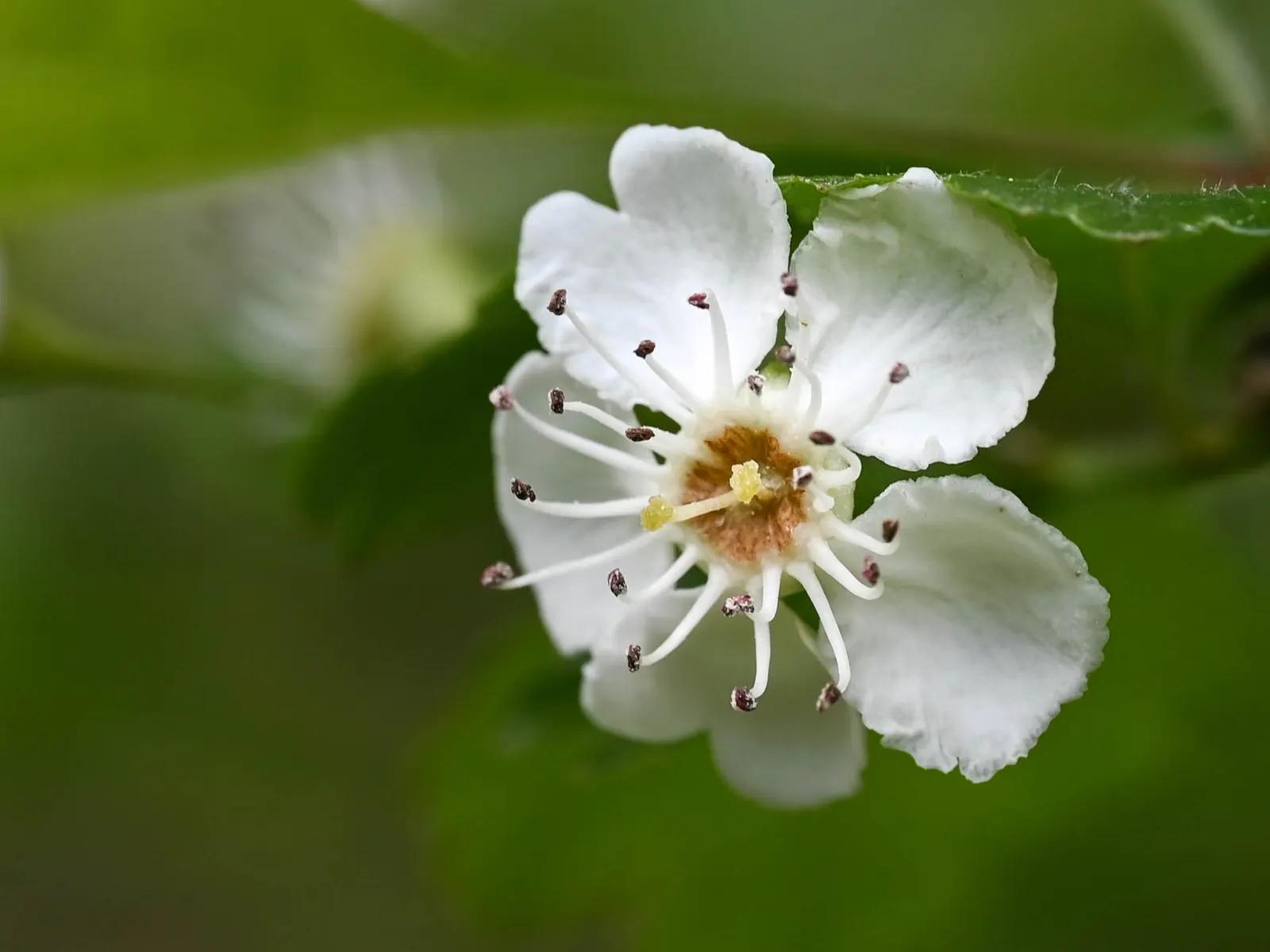 English Hawthorn (Crataegus Laevigata) — tree for full or half; prefers full sun to partial shade in well-drained soil, image 30