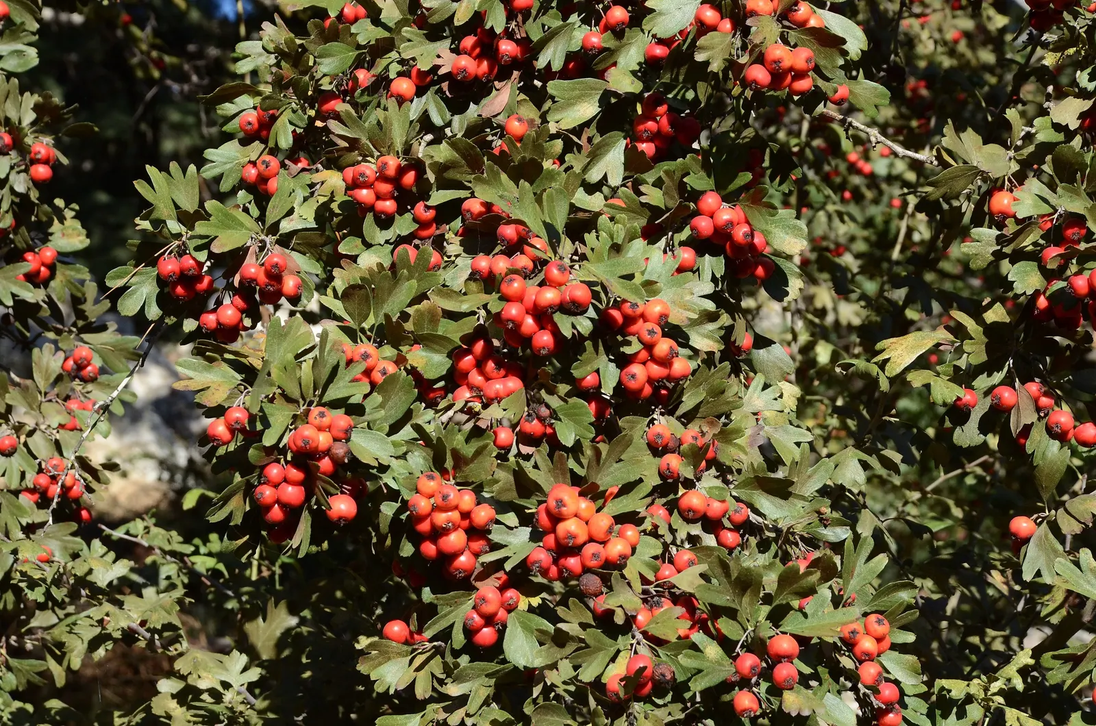 English Hawthorn (Crataegus Laevigata) — Prefers full sun to partial shade in well-drained soil; its dense, thorny branches provide excellent, image 87