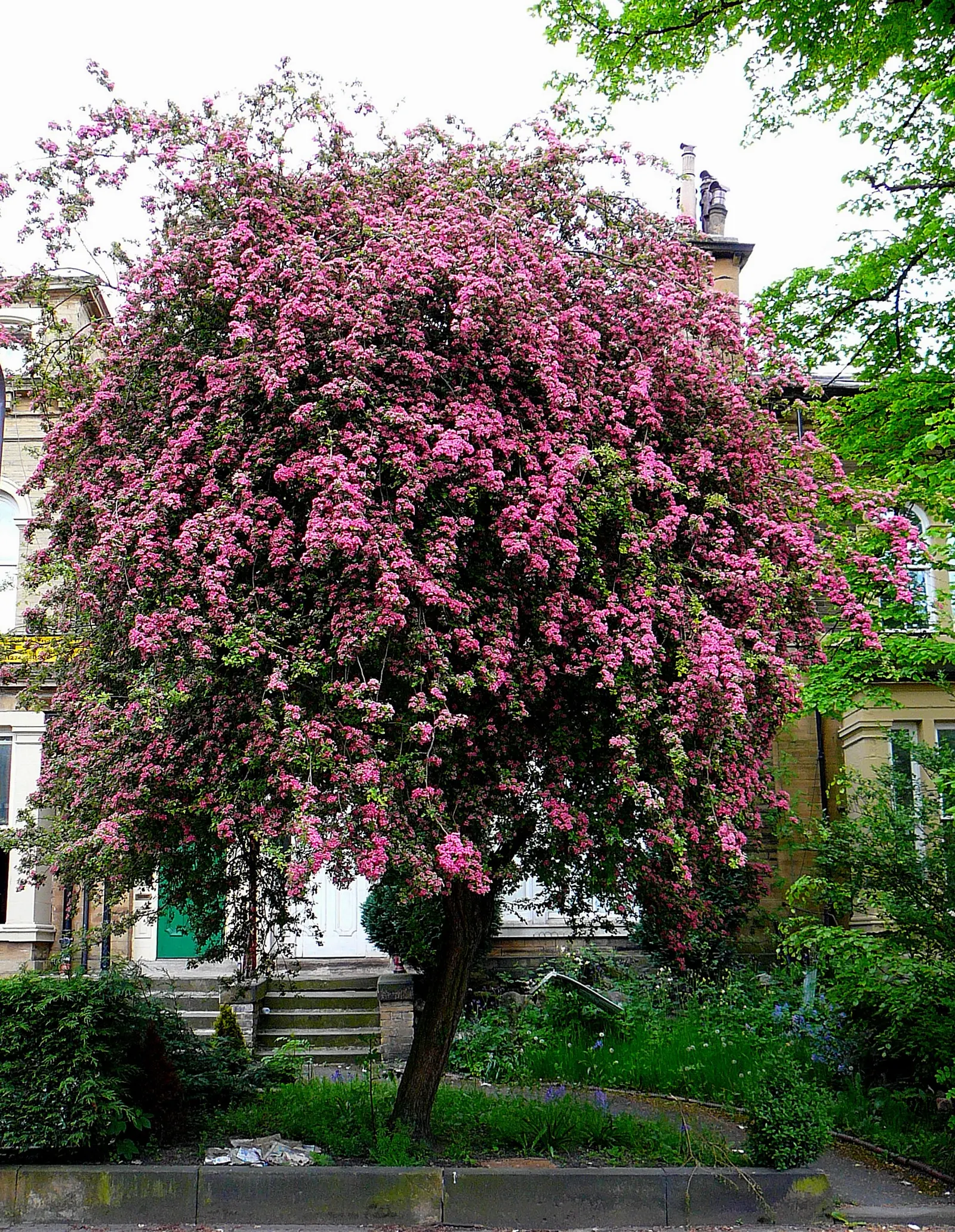 English Hawthorn (Crataegus Laevigata) — Prefers full sun to partial shade in well-drained soil; its dense, thorny branches provide excellent, image 47
