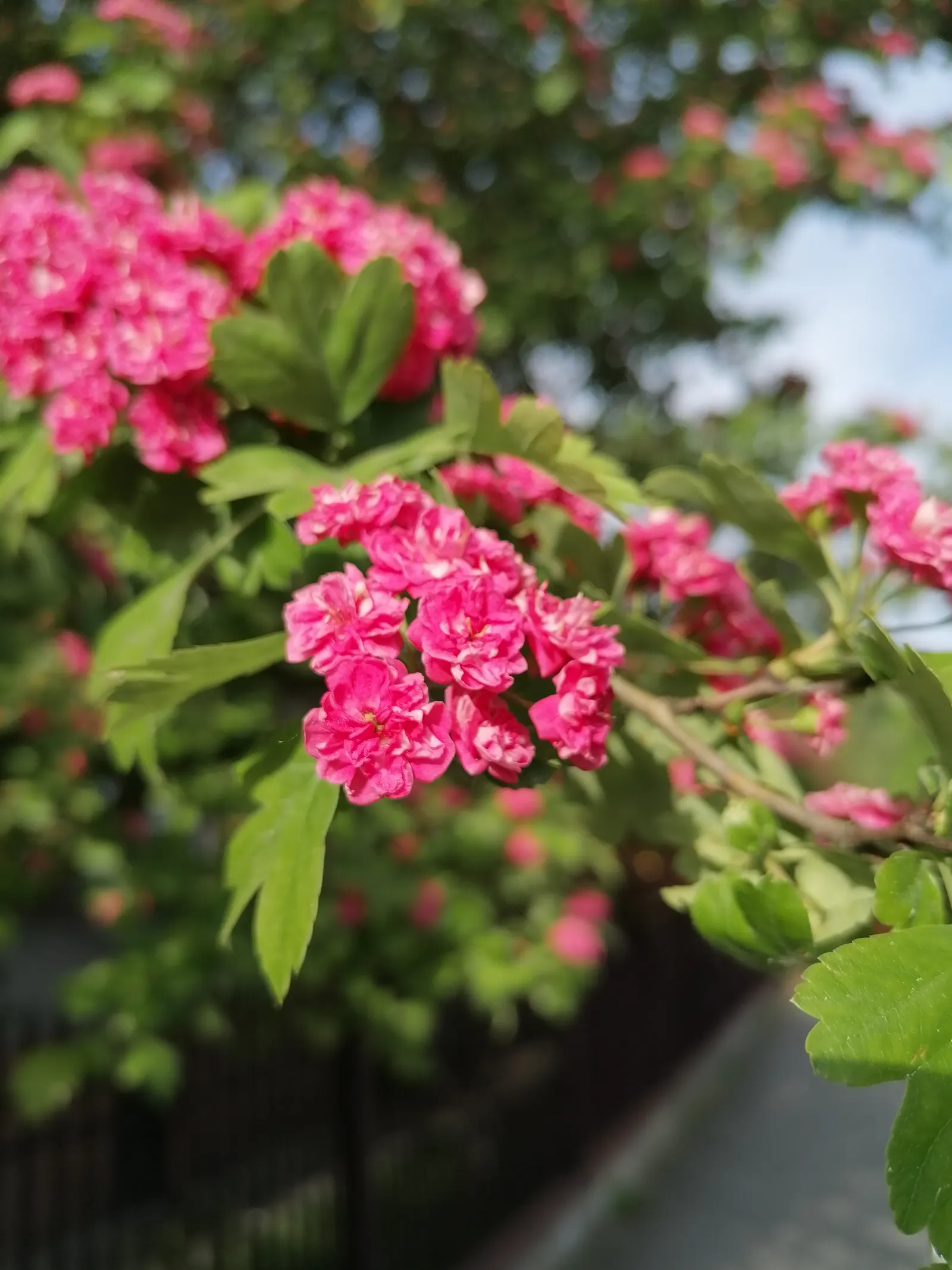 English Hawthorn (Crataegus Laevigata) — tree with pink and white blooms