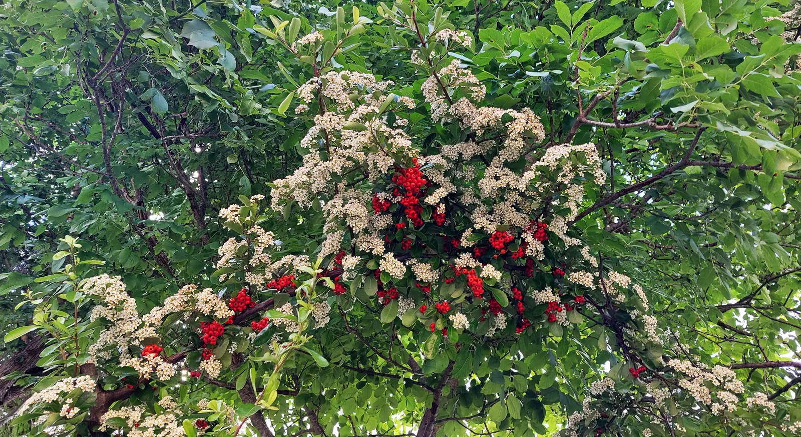 English Hawthorn (Crataegus Laevigata) — Its dense, thorny branches provide excellent privacy and support local wildlife; tree with pink and white, image 76