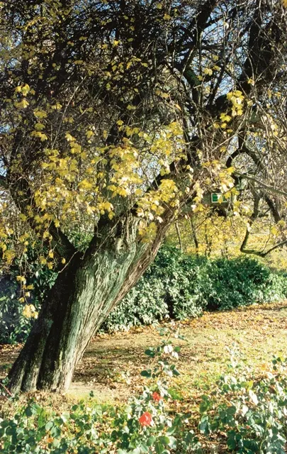 English Hawthorn (Crataegus Laevigata) — Prefers full sun to partial shade in well-drained soil; its dense, thorny branches provide excellent privacy and
