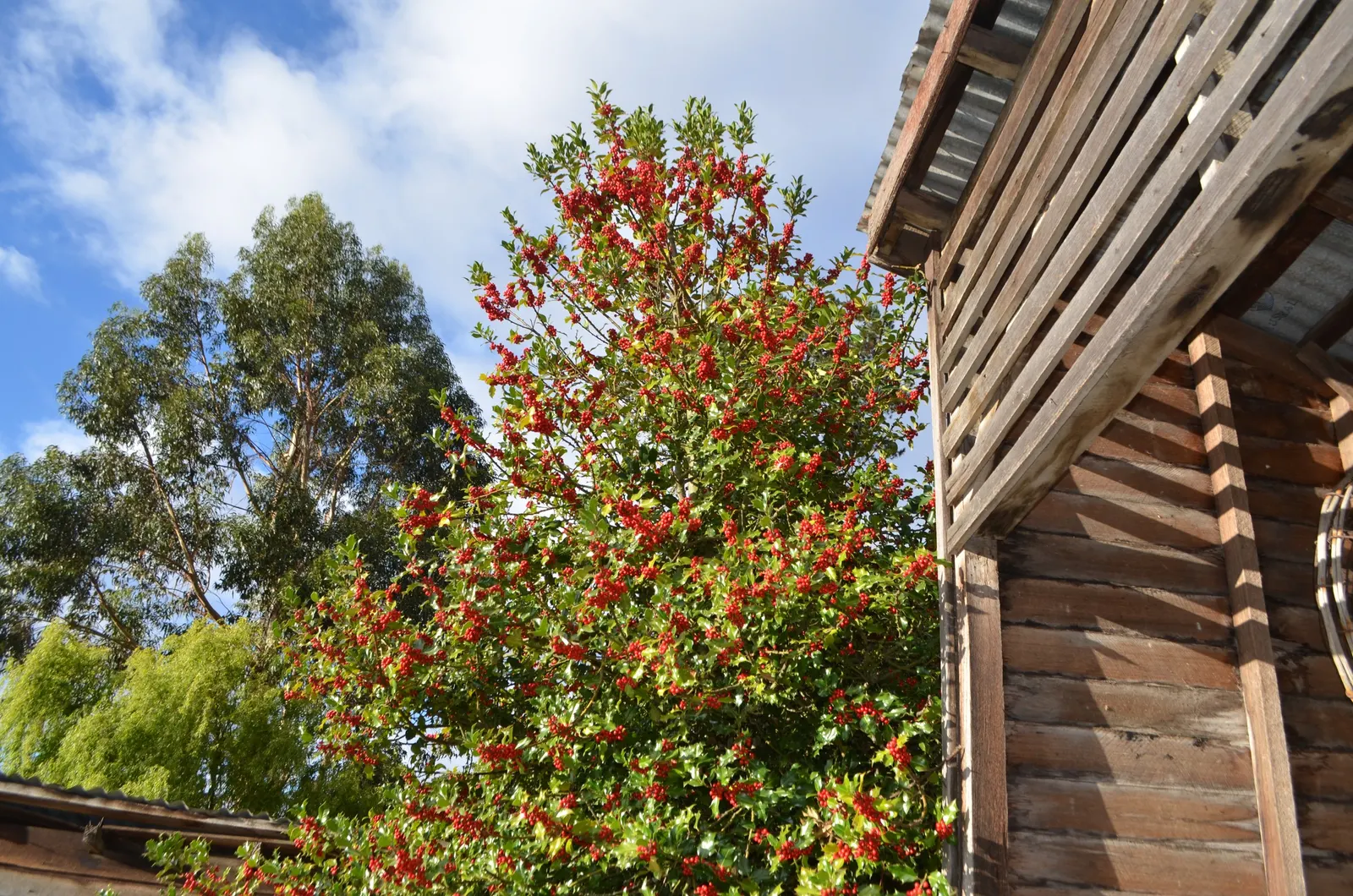 English Hawthorn (Crataegus Laevigata) — tree for full or half; prefers full sun to partial shade in well-drained soil