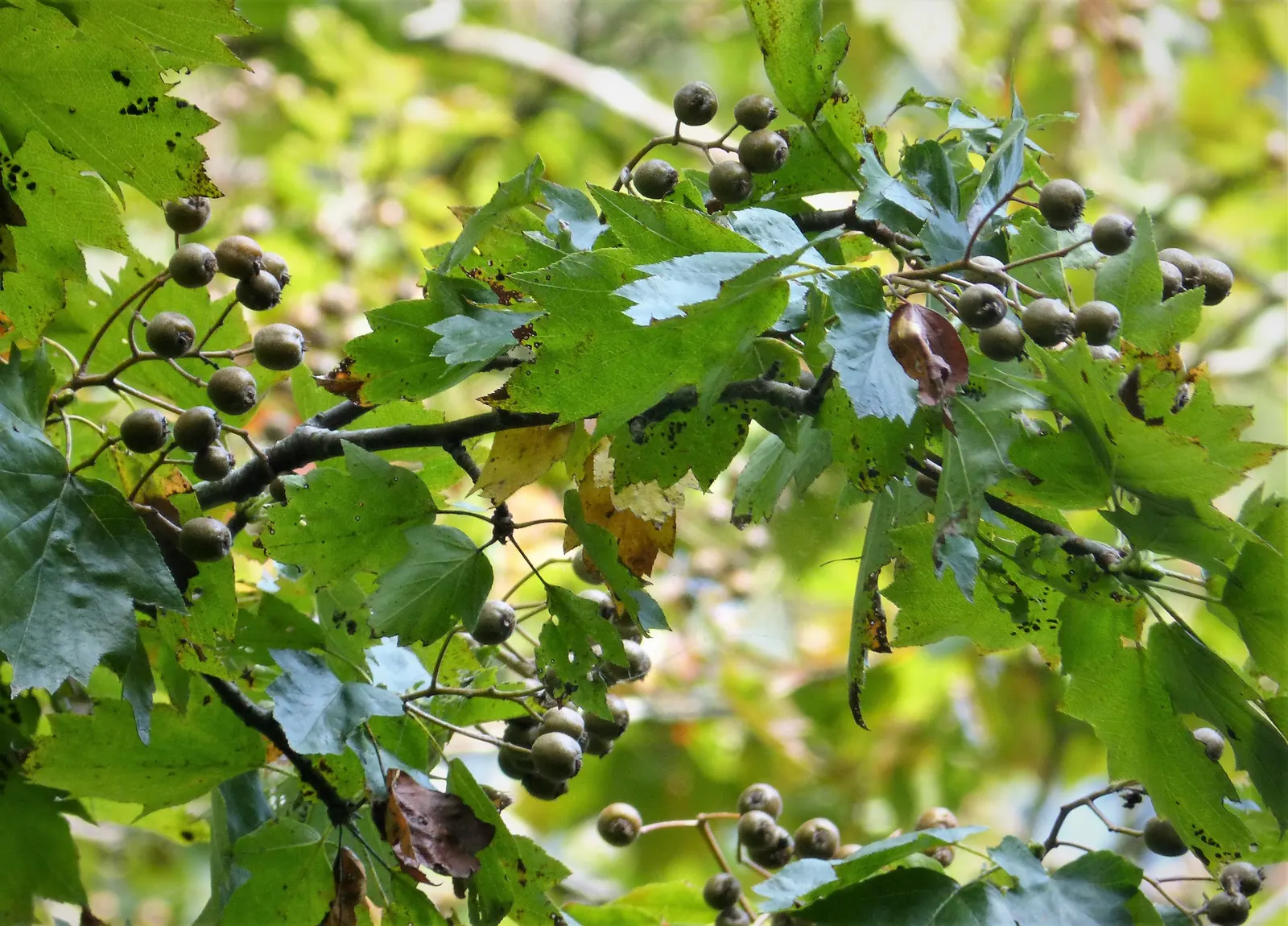 English Hawthorn (Crataegus Laevigata) — followed by small crimson berries; a deciduous shrub with a broad, image 35