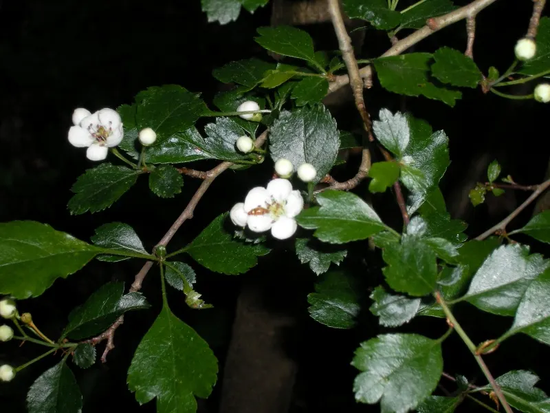 English Hawthorn (Crataegus Laevigata) — English Hawthorn (Crataegus laevigata); clusters of fragrant pink or white flowers bloom in late spring, image 21
