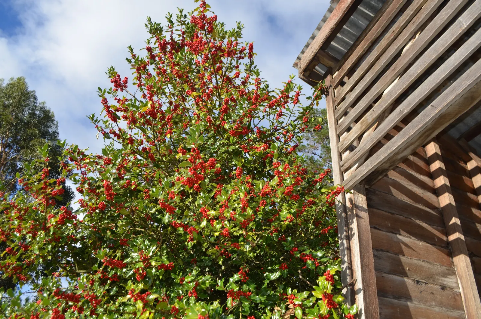 English Hawthorn (Crataegus Laevigata) — English Hawthorn (Crataegus laevigata); clusters of fragrant pink or white flowers bloom in late spring