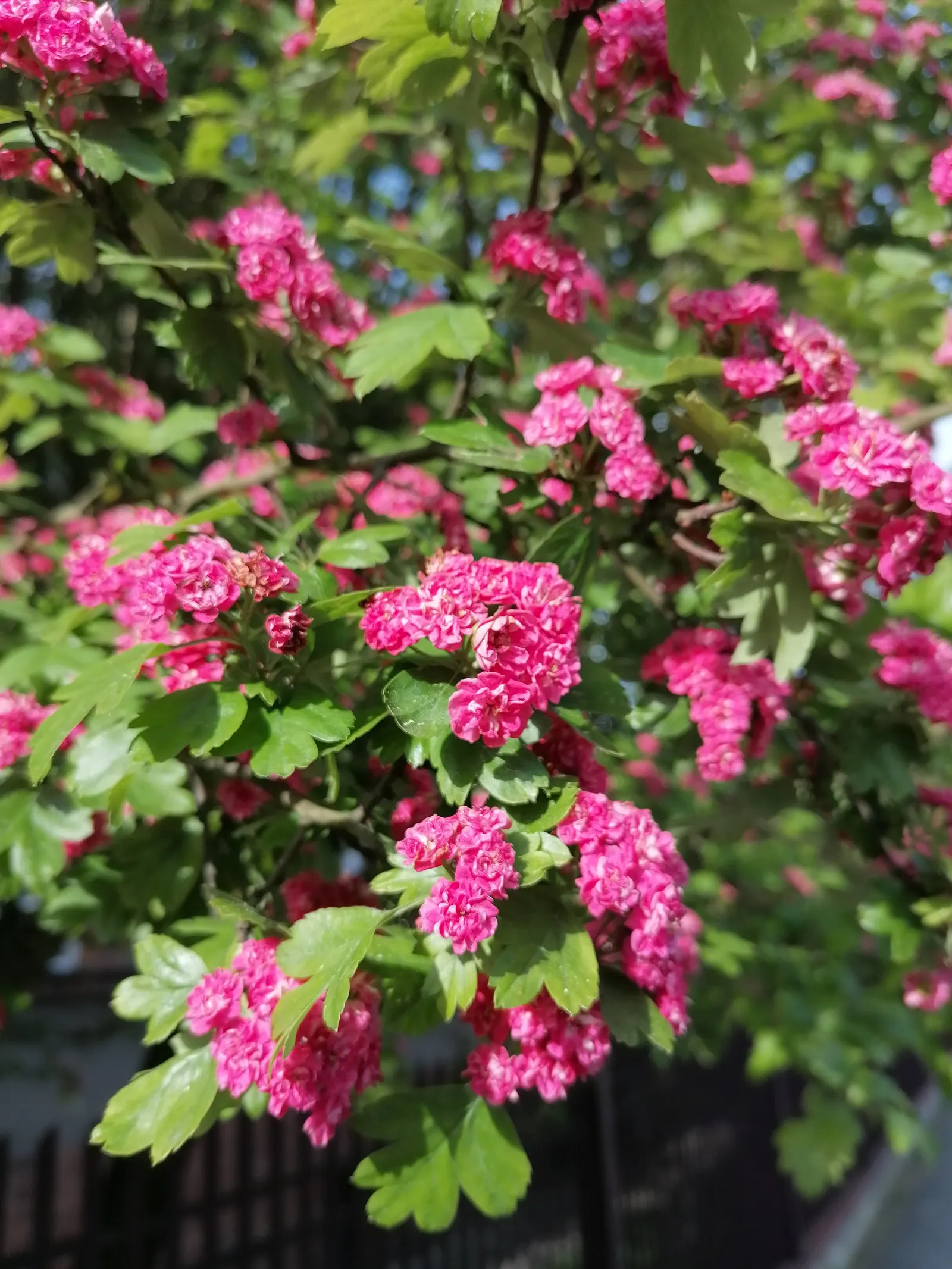 English Hawthorn (Crataegus Laevigata) — reaches up to 15-25 feet high with a similar spread; pink and white flowers in the garden, image 23
