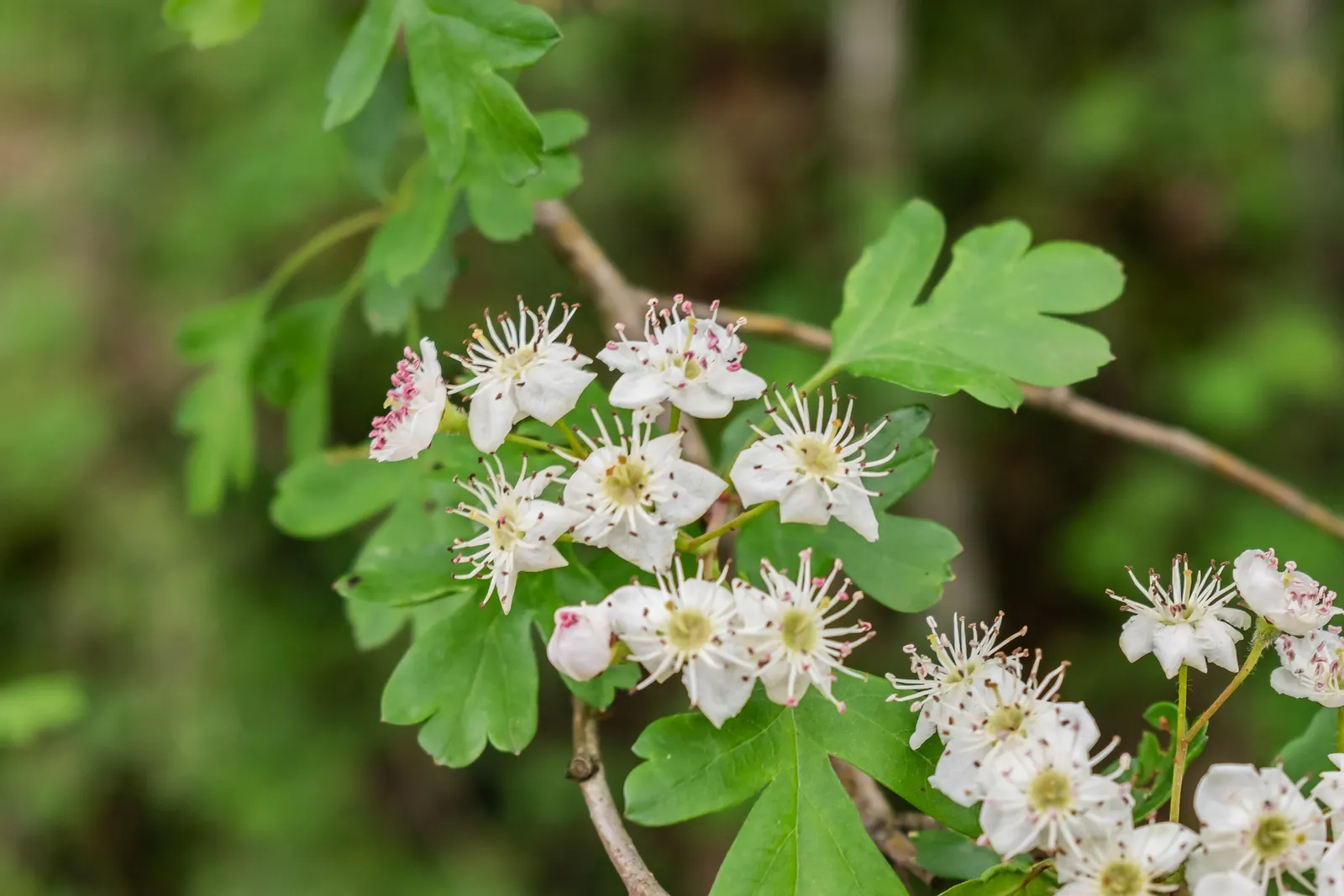 English Hawthorn (Crataegus Laevigata) — English Hawthorn (Crataegus laevigata)