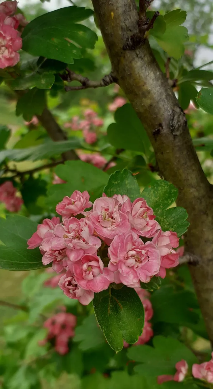 English Hawthorn (Crataegus Laevigata) — reaches up to 15-25 feet high with a similar spread; pink and white flowers in the garden