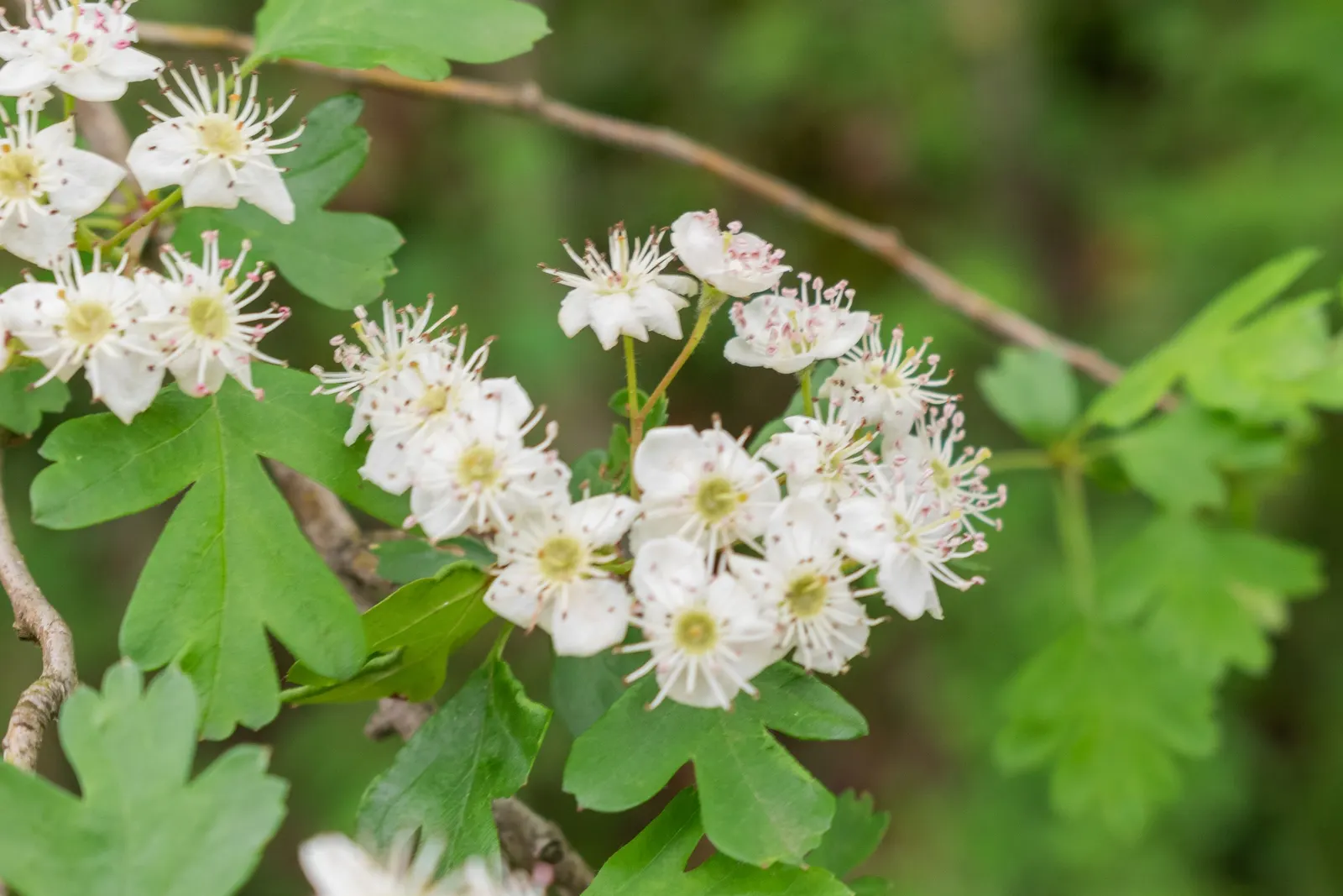 English Hawthorn (Crataegus Laevigata) — pink and white flowers in the garden; reaches up to 15-25 feet high with a similar spread, image 28