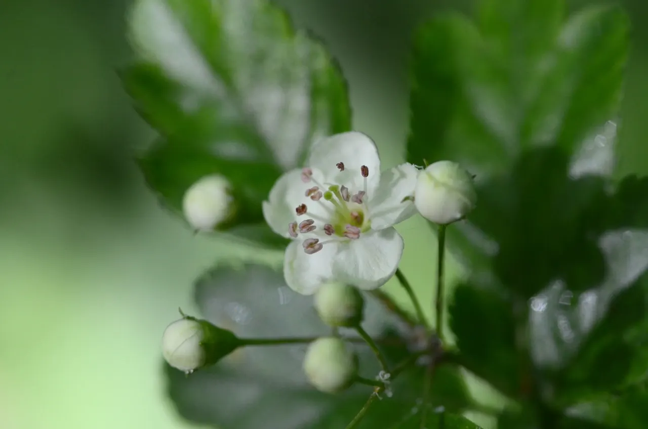 English Hawthorn (Crataegus Laevigata) — Its dense, thorny branches provide excellent privacy and support local wildlife