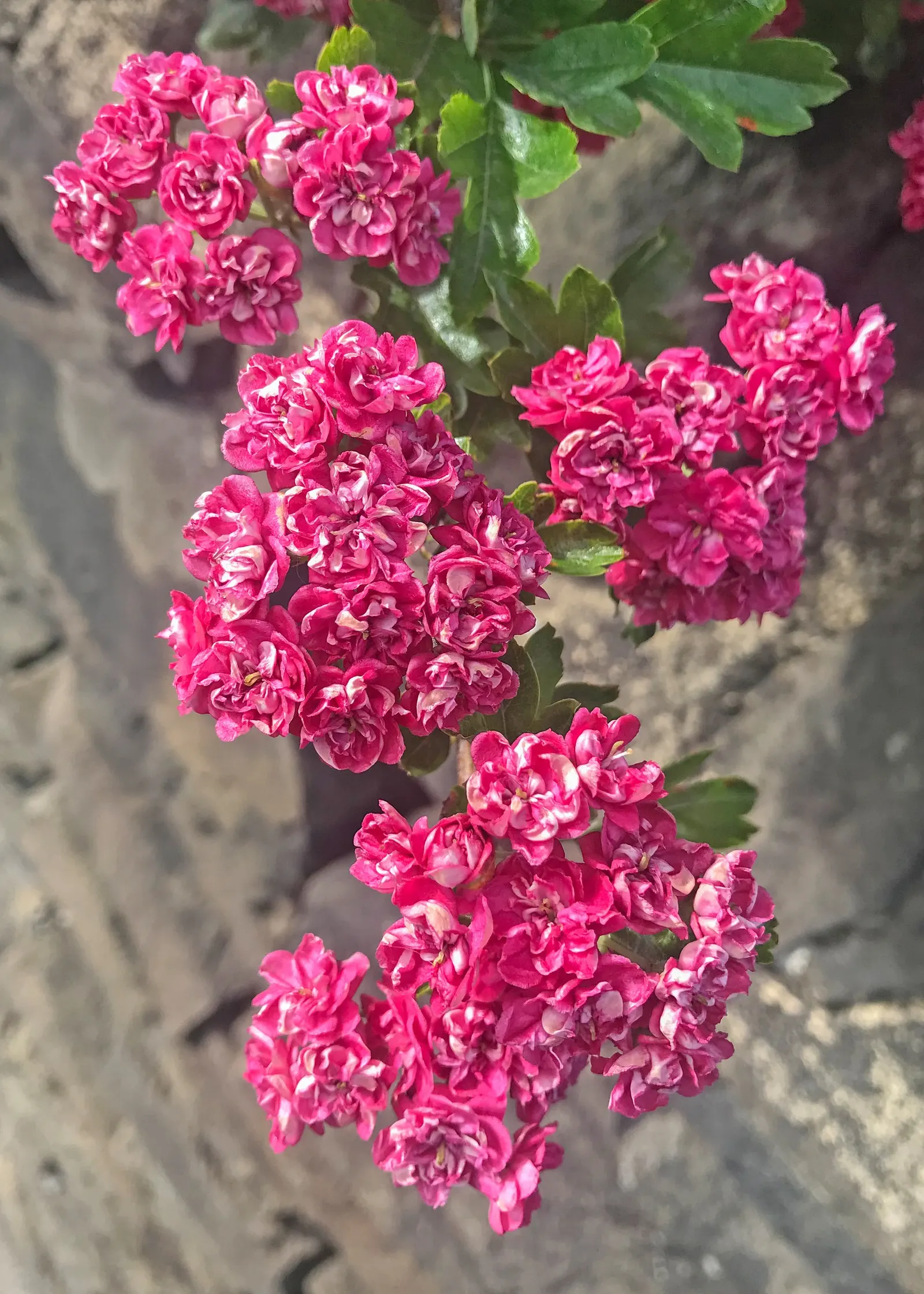 English Hawthorn (Crataegus Laevigata) — tree for full or half; prefers full sun to partial shade in well-drained soil, image 80