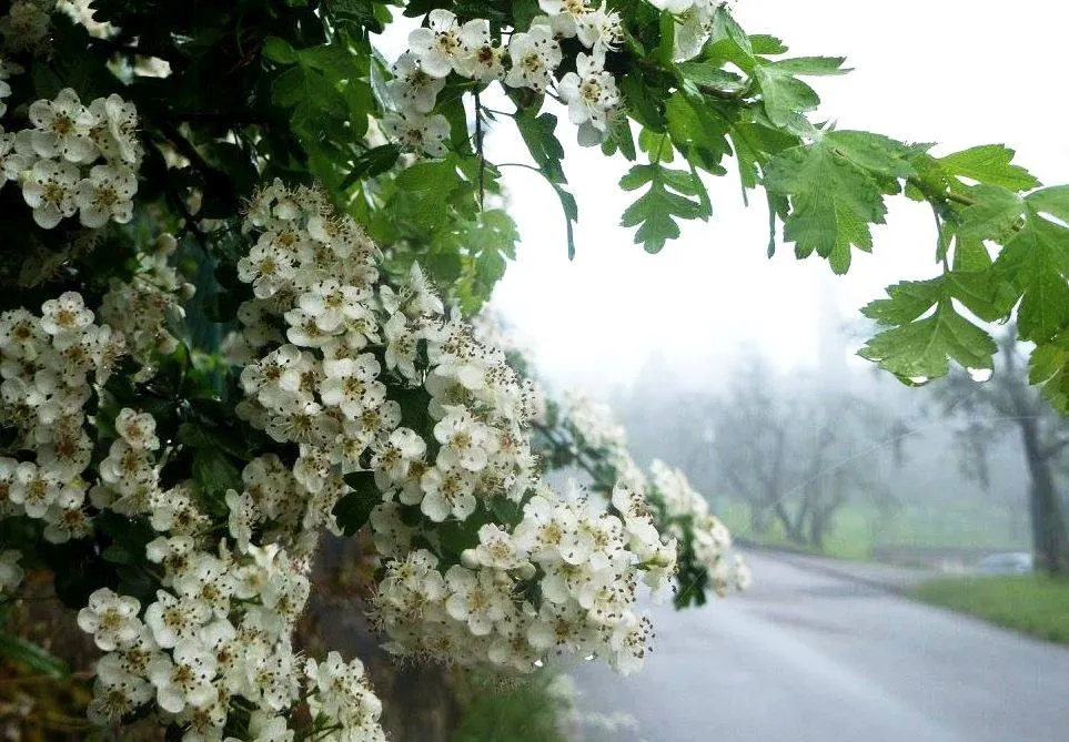 English Hawthorn (Crataegus Laevigata) — Its dense, thorny branches provide excellent privacy and support local wildlife; tree with pink and white, image 56