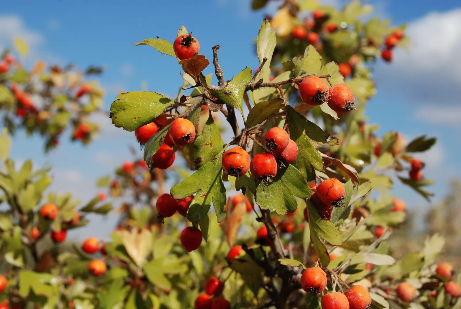 English Hawthorn (Crataegus Laevigata) — followed by small crimson berries; a deciduous shrub with a broad, image 85