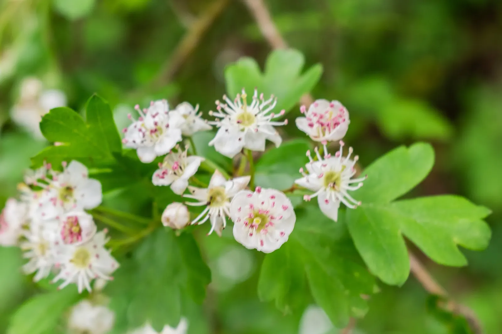 English Hawthorn (Crataegus Laevigata) — reaches up to 15-25 feet high with a similar spread