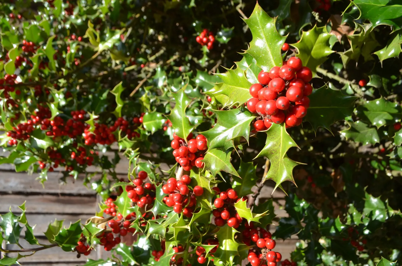 English Hawthorn (Crataegus Laevigata) — clusters of fragrant pink or white flowers bloom in late spring; followed by small crimson berries