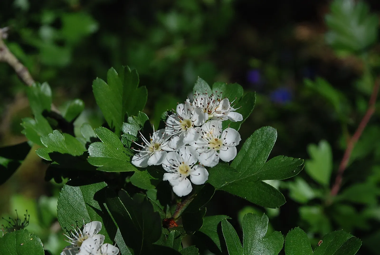 English Hawthorn (Crataegus Laevigata) — tree for full or half; prefers full sun to partial shade in well-drained soil, image 50