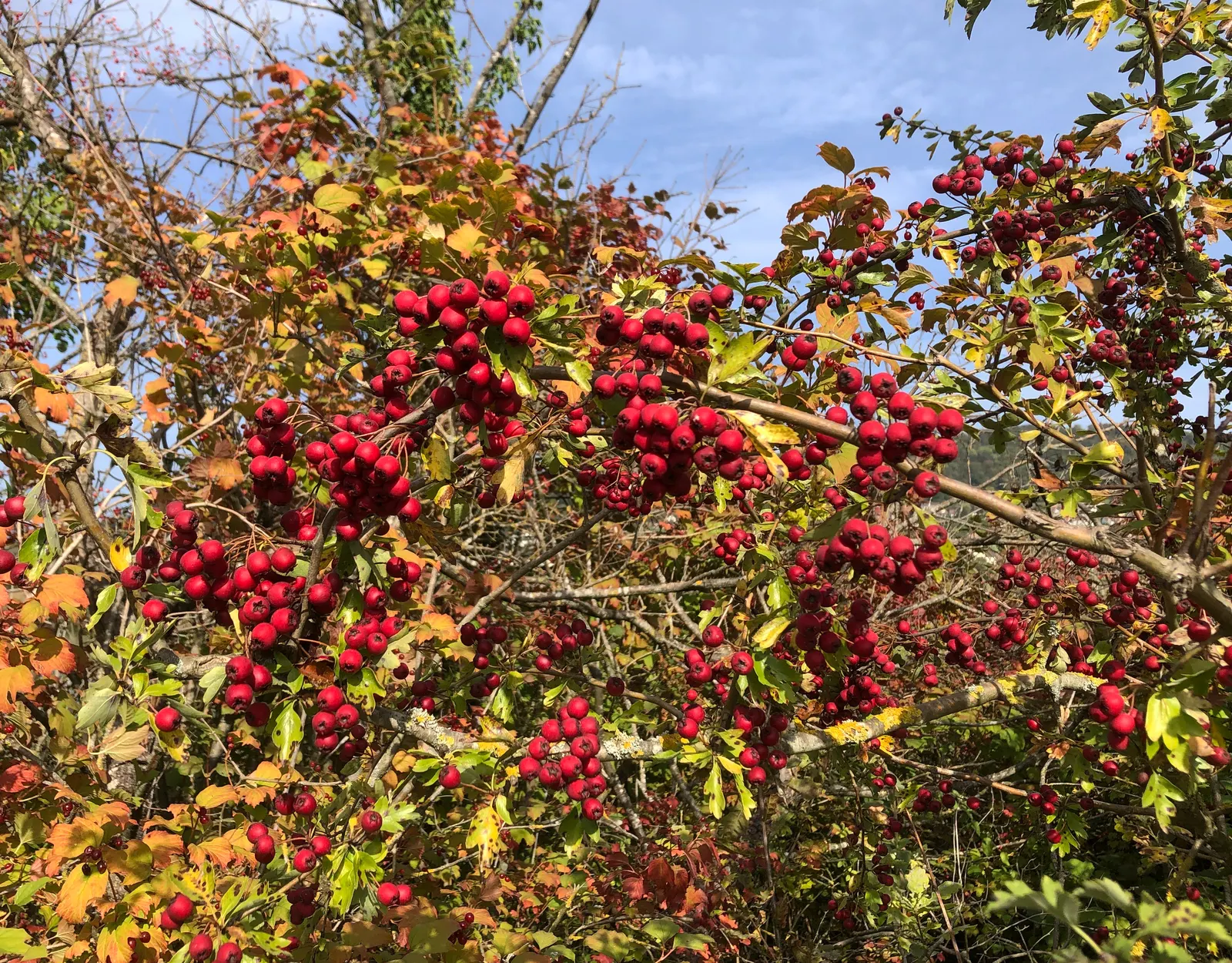 English Hawthorn (Crataegus Laevigata) — a deciduous shrub with a broad; english Hawthorn (Crataegus laevigata)