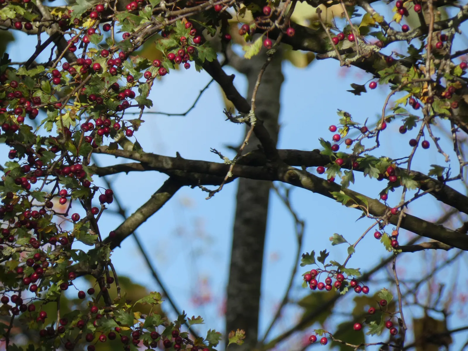 English Hawthorn (Crataegus Laevigata) — Prefers full sun to partial shade in well-drained soil; its dense, thorny branches provide excellent, image 77