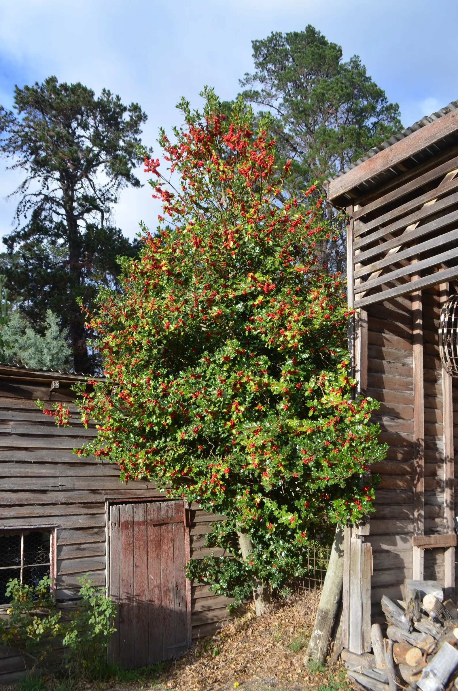 English Hawthorn (Crataegus Laevigata) — Its dense, thorny branches provide excellent privacy and support local wildlife; tree with pink and white blooms
