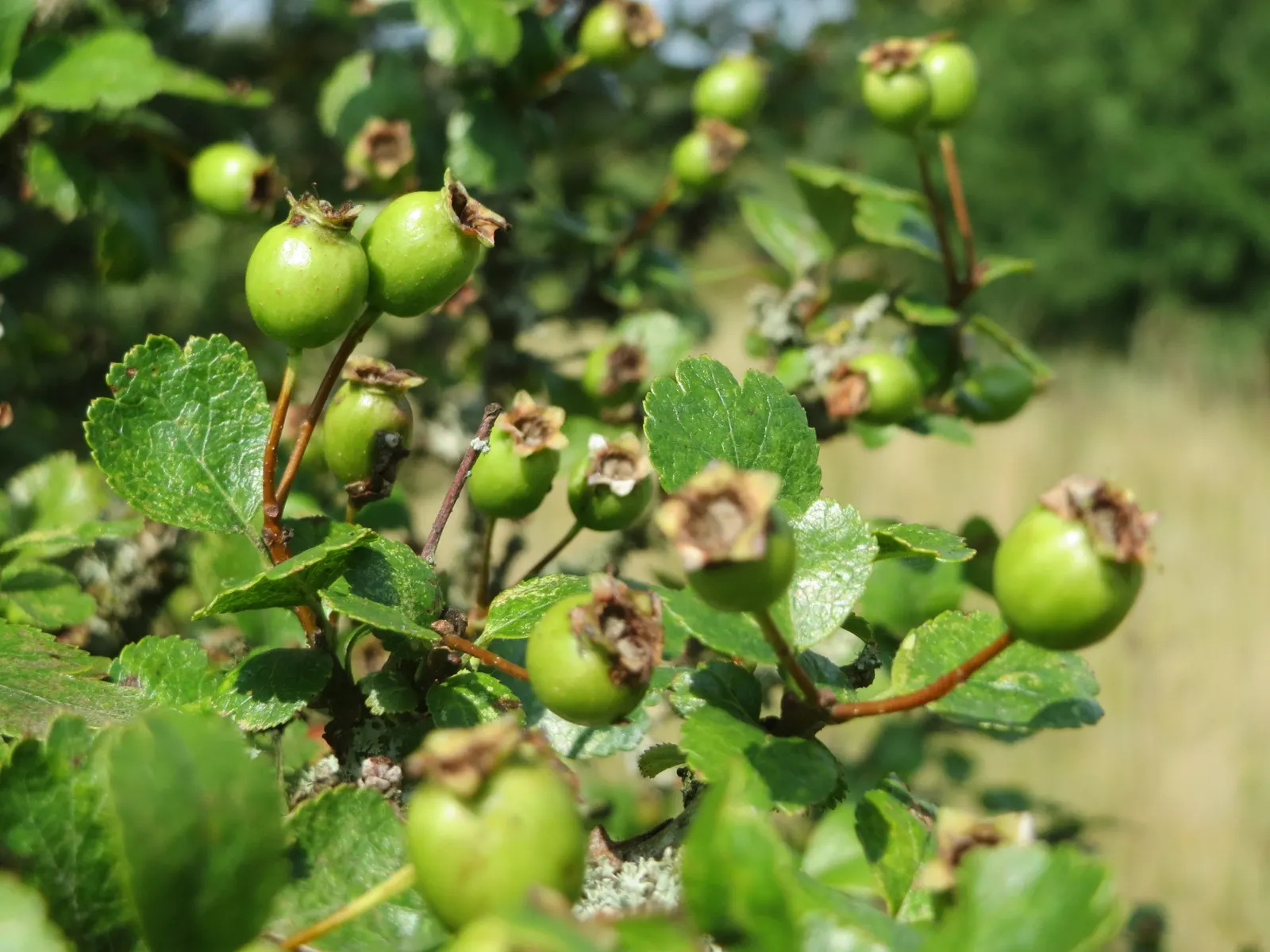 English Hawthorn (Crataegus Laevigata) — a deciduous shrub with a broad