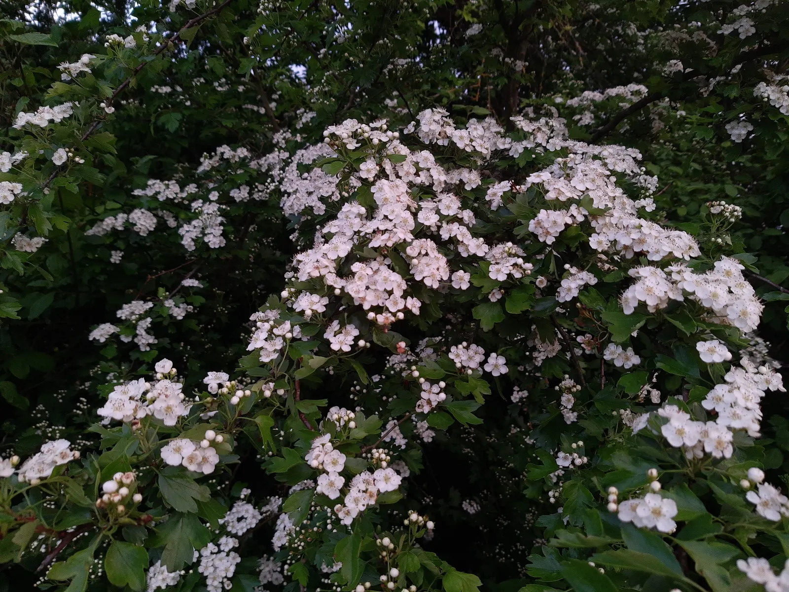 English Hawthorn (Crataegus Laevigata) — pink and white flowers in the garden; reaches up to 15-25 feet high with a similar spread