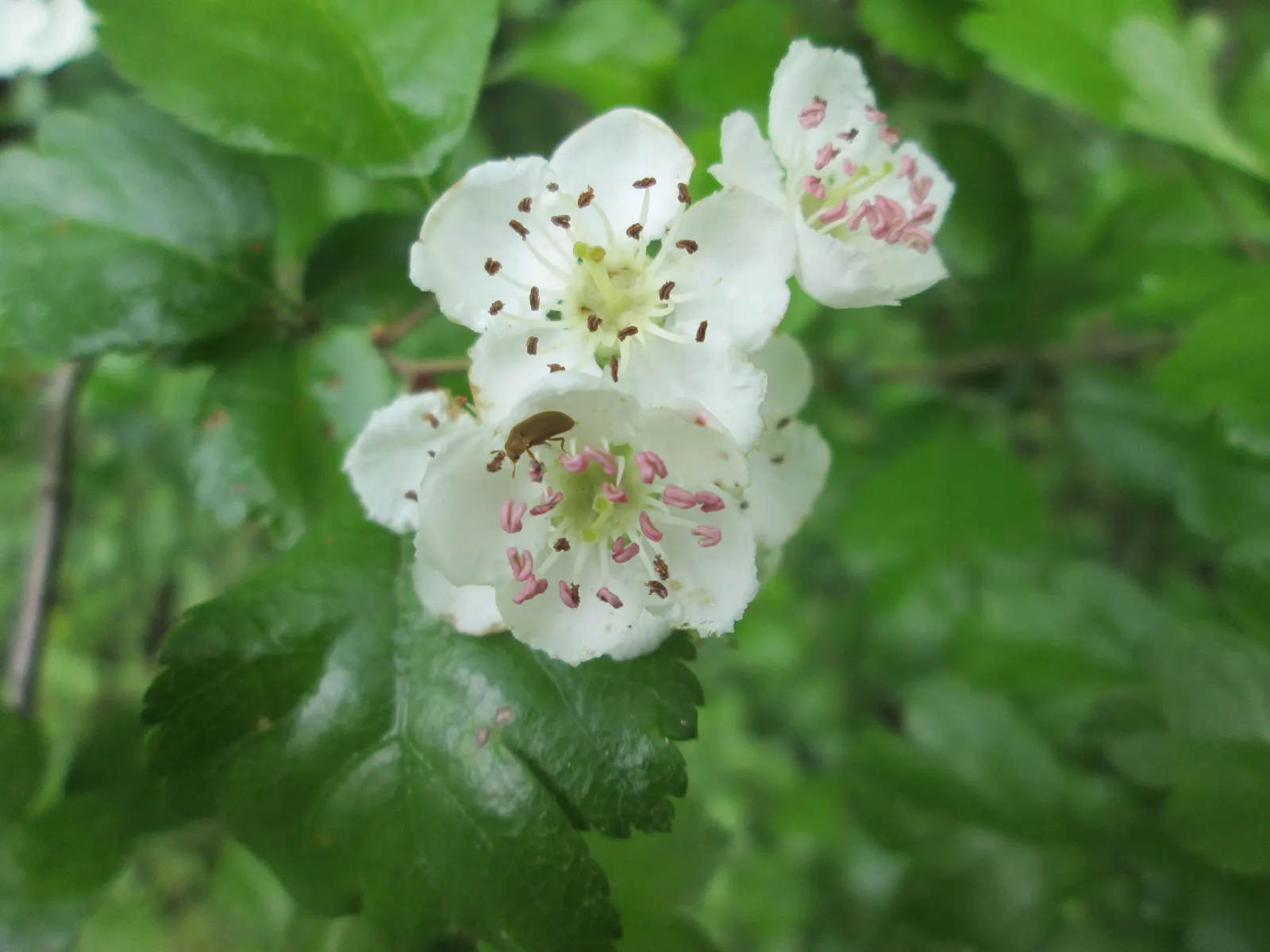English Hawthorn (Crataegus Laevigata) — pink and white flowers in the garden; reaches up to 15-25 feet high with a similar spread, image 48