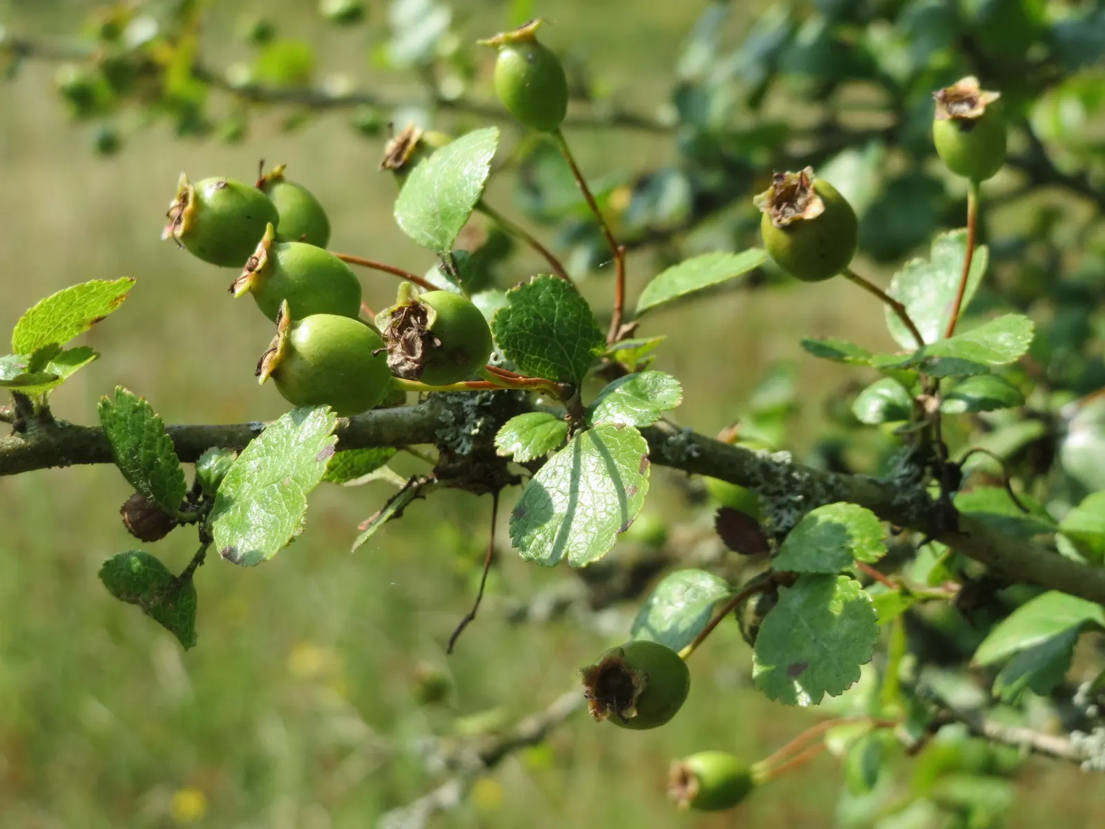 English Hawthorn (Crataegus Laevigata) — Prefers full sun to partial shade in well-drained soil