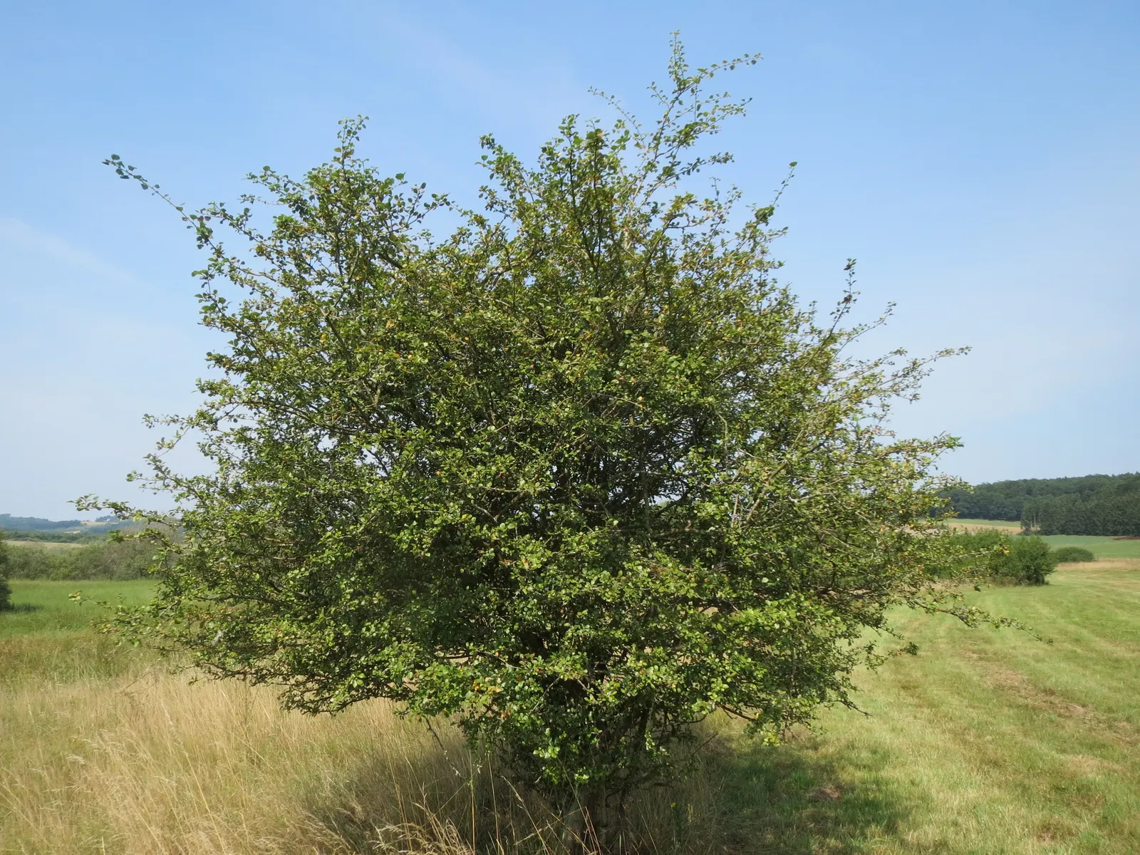 English Hawthorn (Crataegus Laevigata) — pink and white flowers in the garden