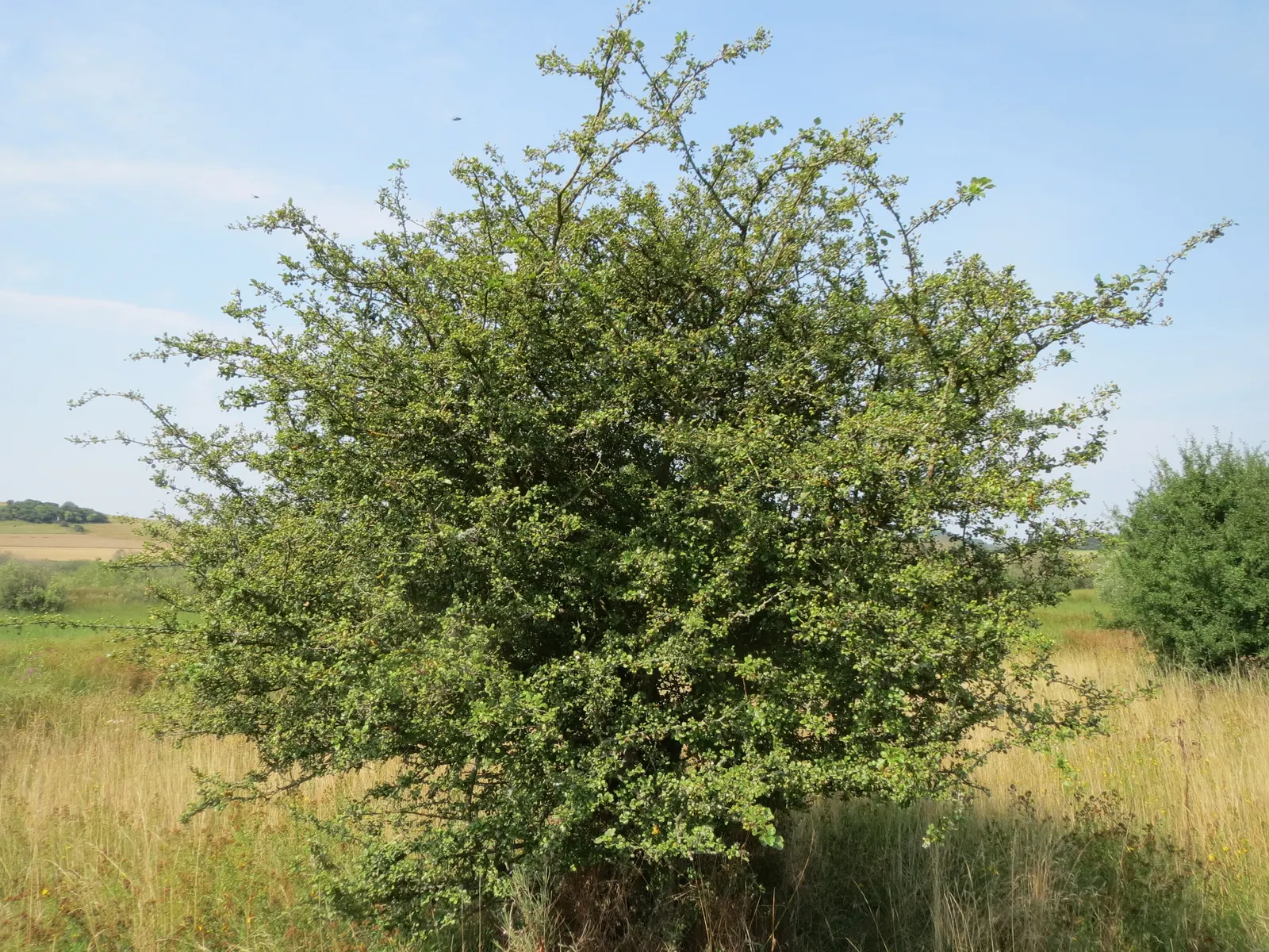 English Hawthorn (Crataegus Laevigata) — clusters of fragrant pink or white flowers bloom in late spring; followed by small crimson berries, image 24