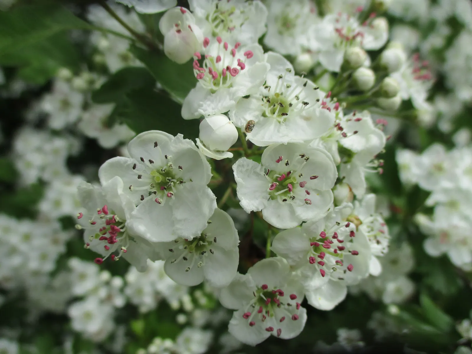 English Hawthorn (Crataegus Laevigata) — Its dense, thorny branches provide excellent privacy and support local wildlife; tree with pink and white, image 46