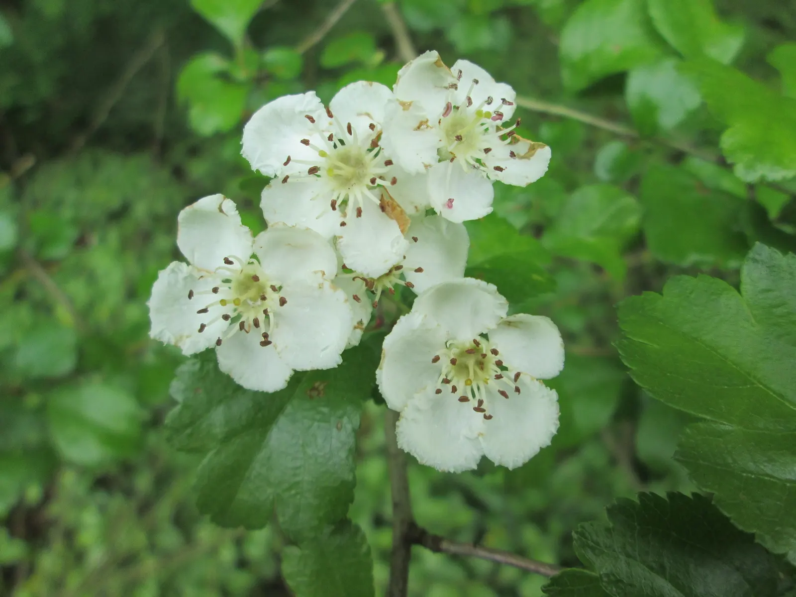 English Hawthorn (Crataegus Laevigata) — reaches up to 15-25 feet high with a similar spread; pink and white flowers in the garden, image 63