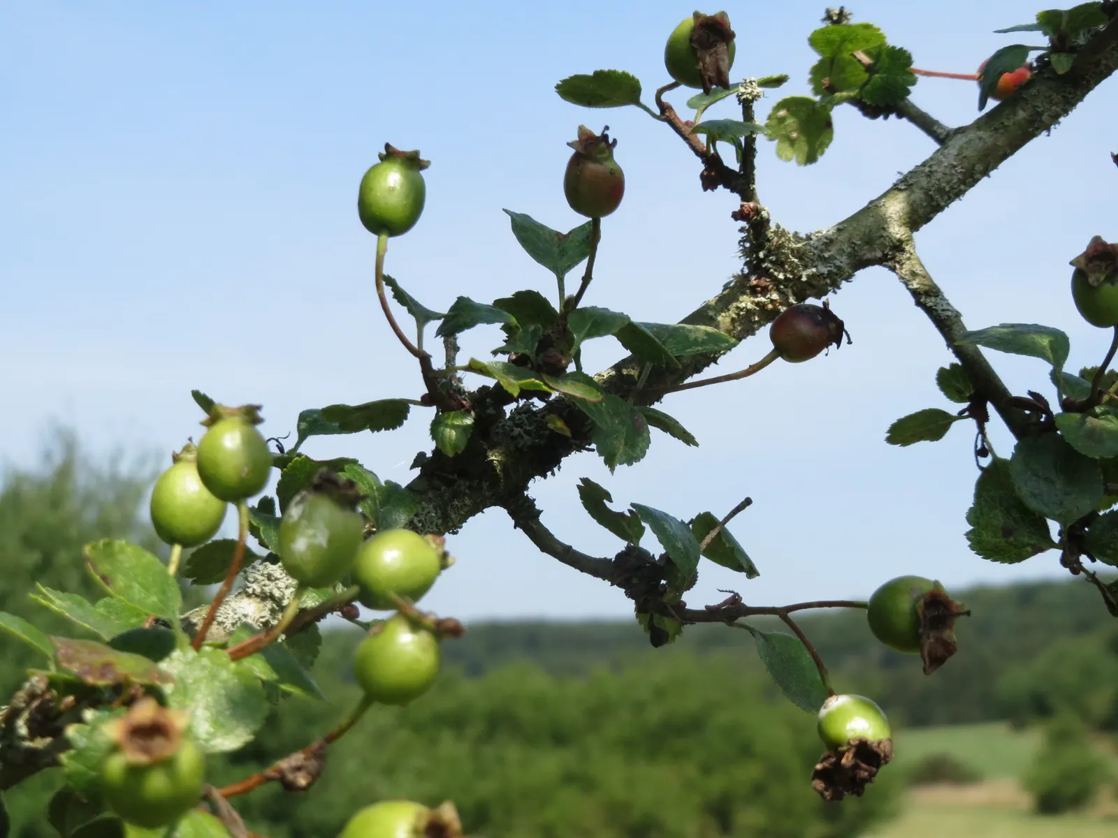 English Hawthorn (Crataegus Laevigata) — Its dense, thorny branches provide excellent privacy and support local wildlife; tree with pink and white, image 36