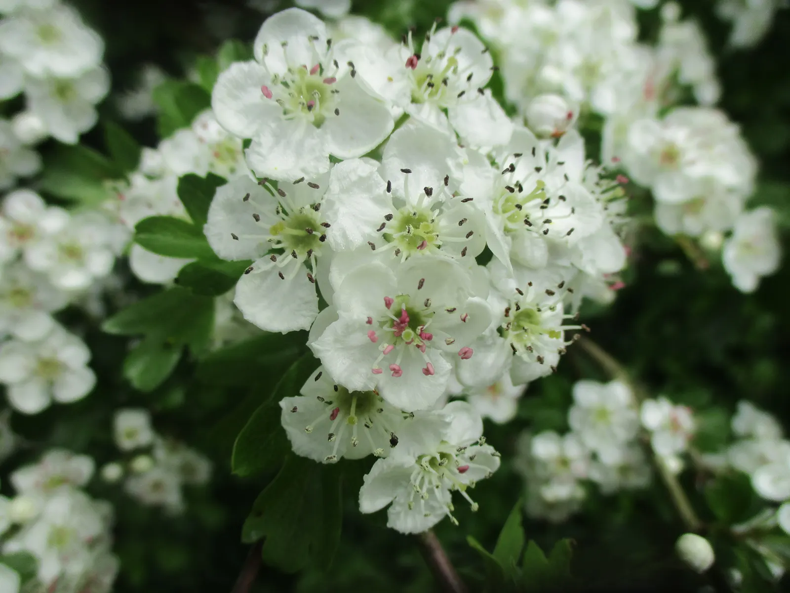 English Hawthorn (Crataegus Laevigata) — a deciduous shrub with a broad; english Hawthorn (Crataegus laevigata), image 82