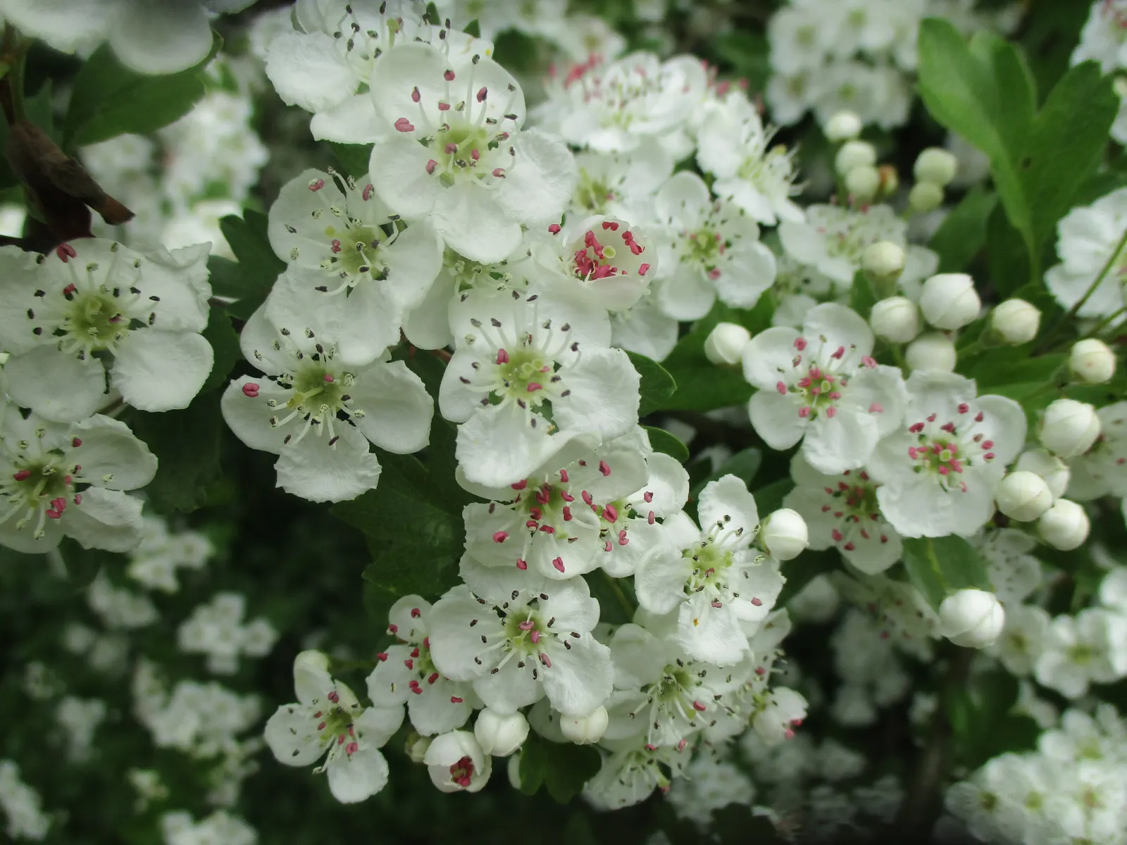 English Hawthorn (Crataegus Laevigata) — clusters of fragrant pink or white flowers bloom in late spring; followed by small crimson berries, image 74