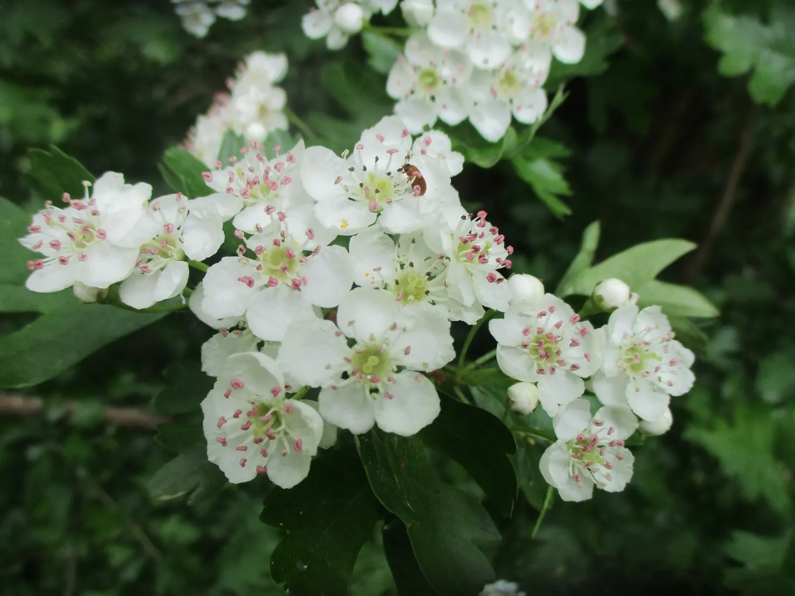 English Hawthorn (Crataegus Laevigata) — clusters of fragrant pink or white flowers bloom in late spring; followed by small crimson berries, image 84
