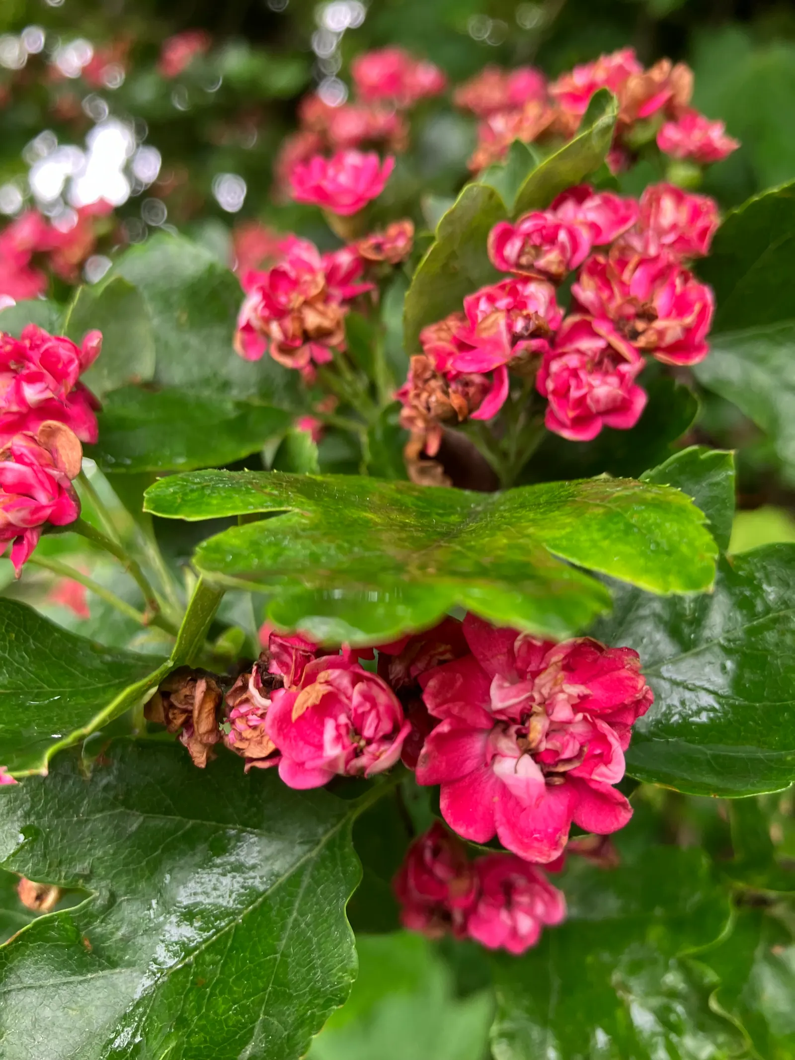 English Hawthorn (Crataegus Laevigata) — followed by small crimson berries; a deciduous shrub with a broad, image 25