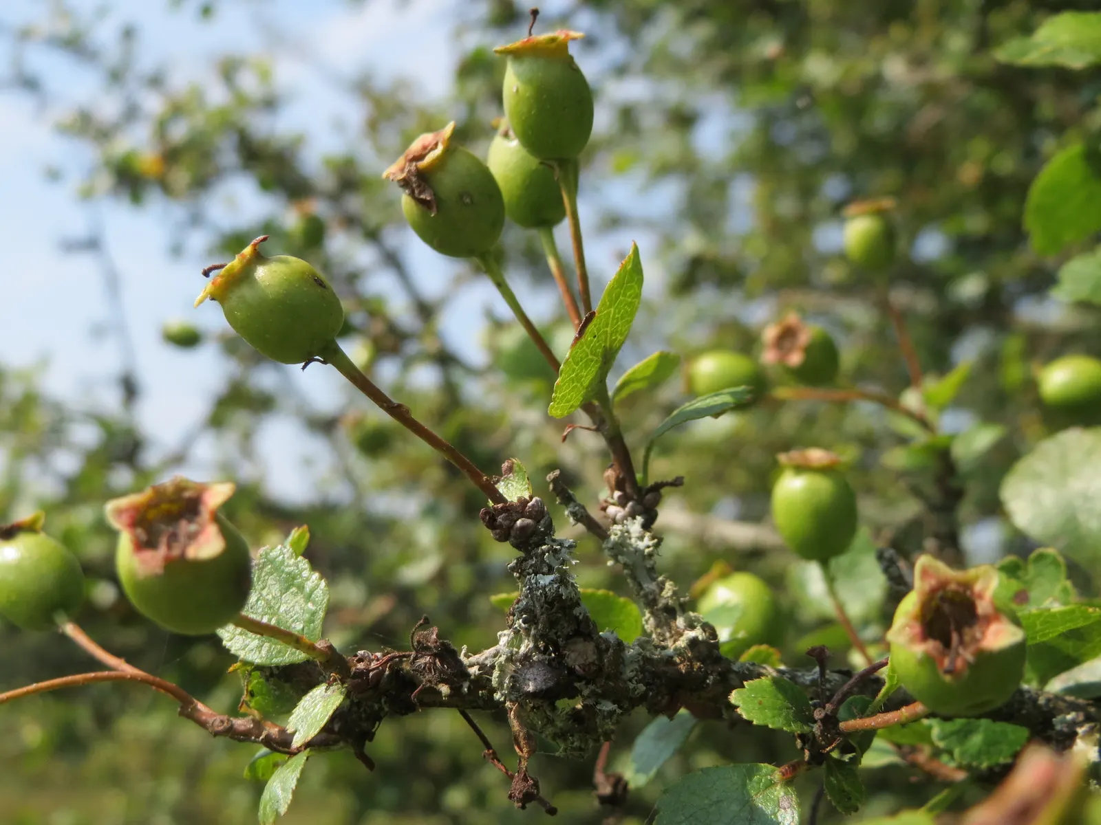 English Hawthorn (Crataegus Laevigata) — a deciduous shrub with a broad; english Hawthorn (Crataegus laevigata), image 22
