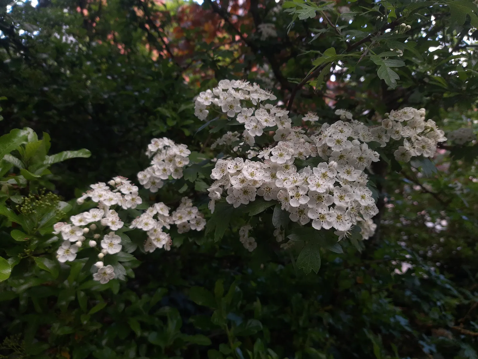 English Hawthorn (Crataegus Laevigata) — tree with pink and white blooms; tree for full or half